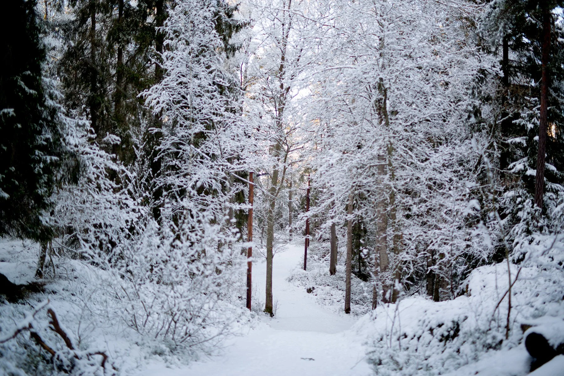blogg-220219gommarenskogen25.jpg
