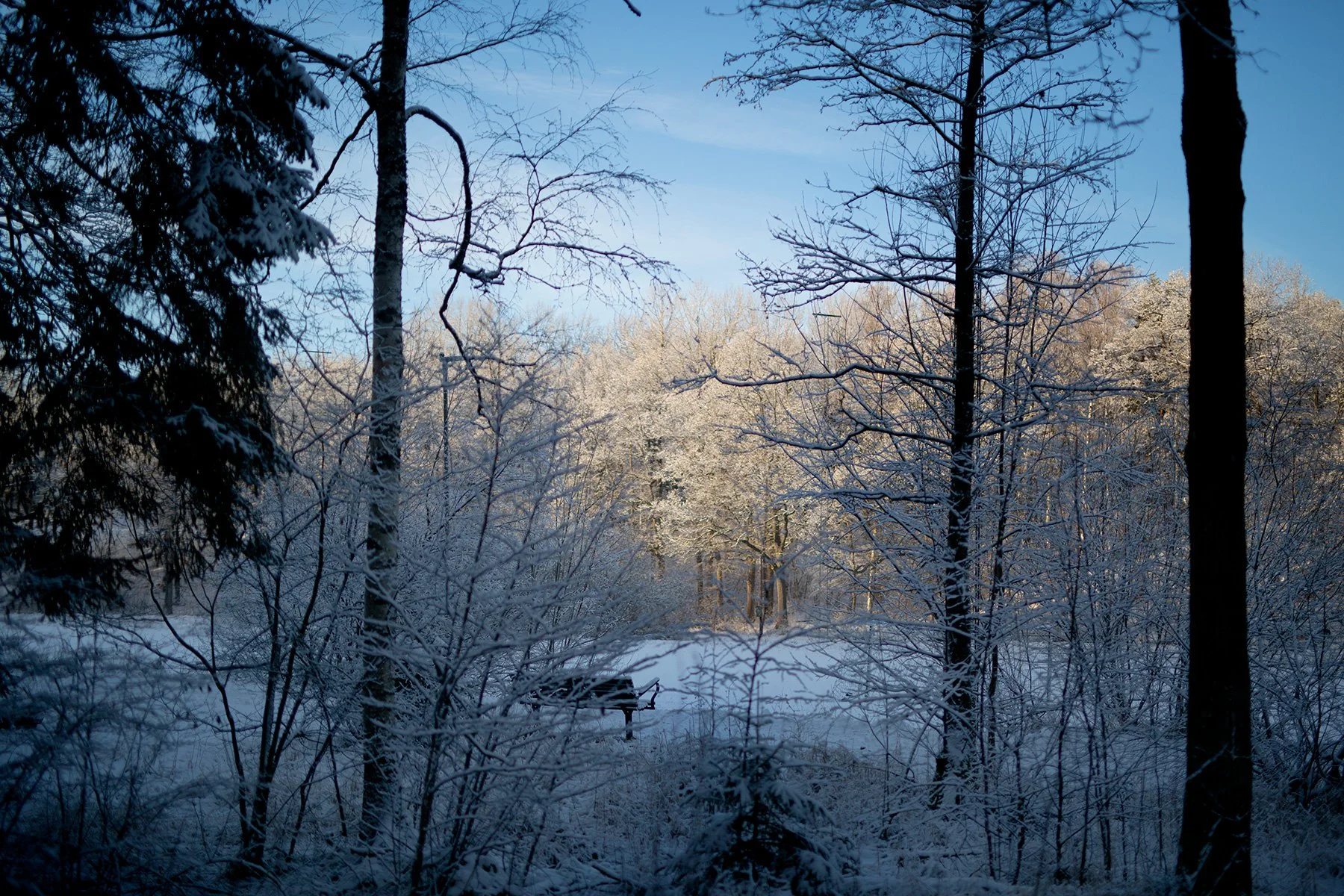 blogg-220219gommarenskogen28.jpg