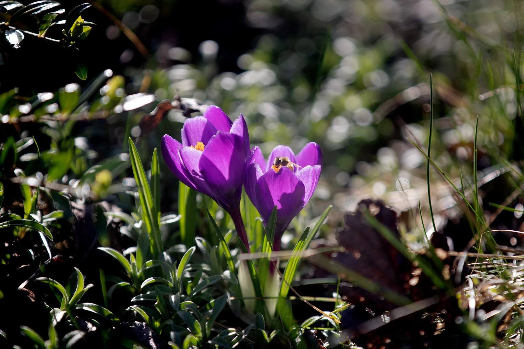 blogg-220319tradgarden6.jpg