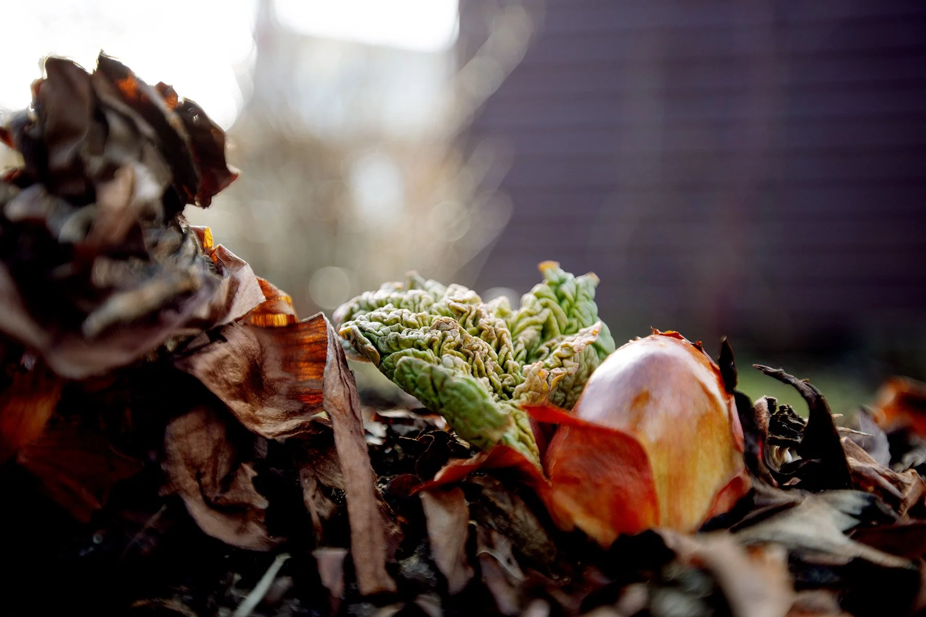 blogg-220403tradgarden4.jpg