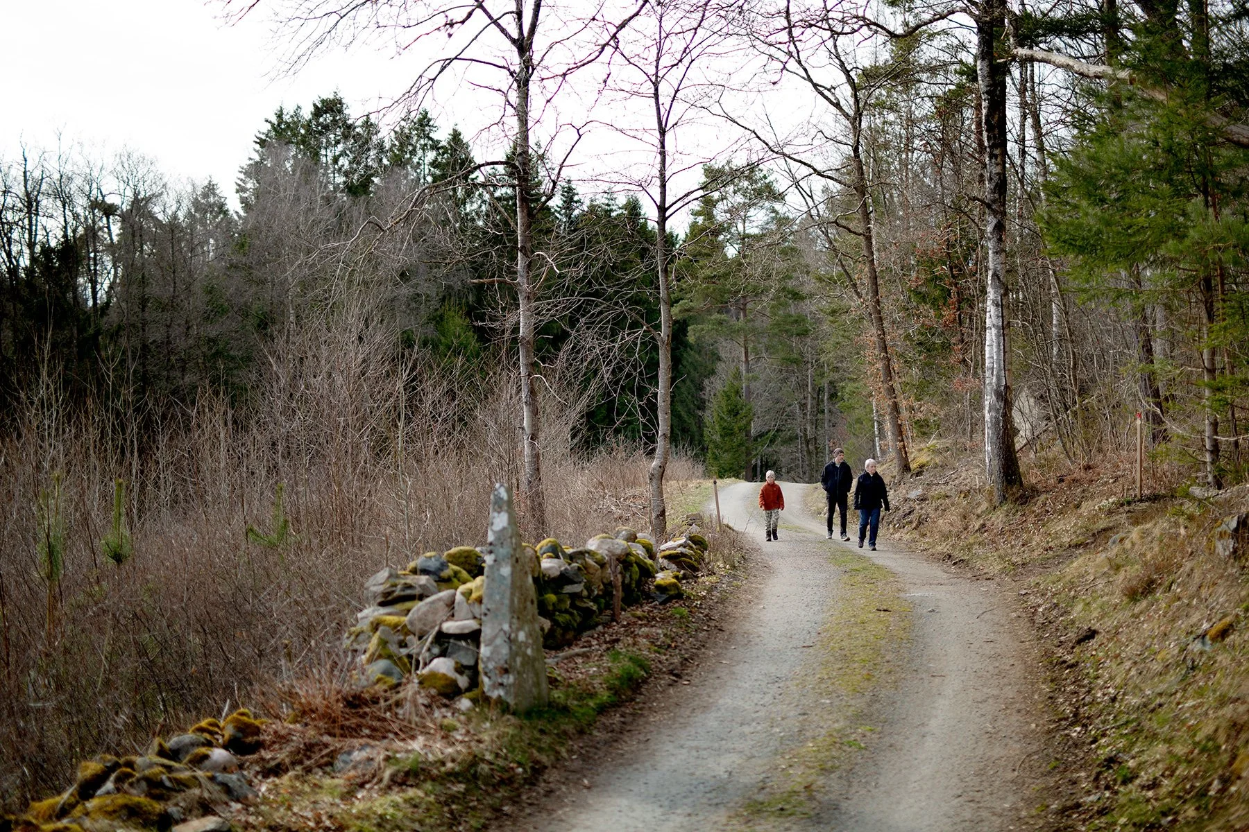 blogg-220412vitsippor4.jpg