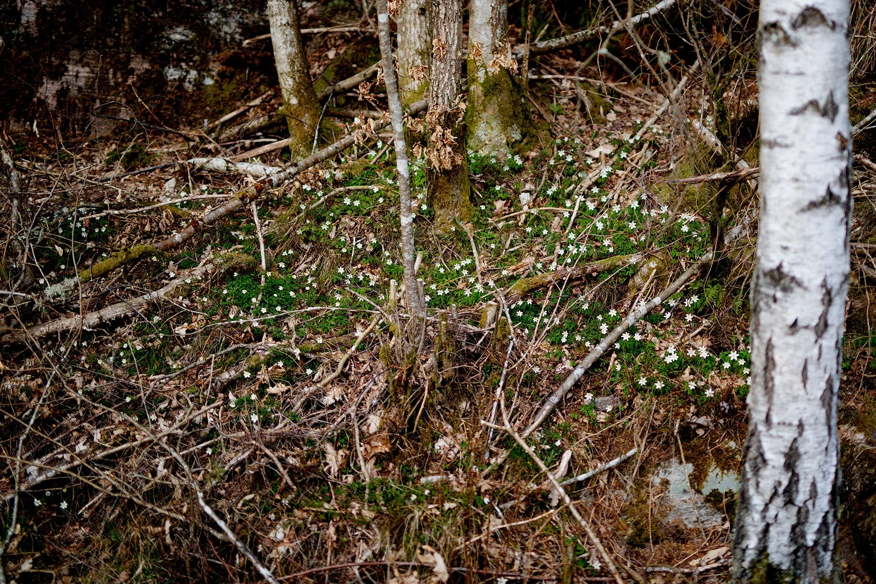 blogg-220412vitsippor6.jpg