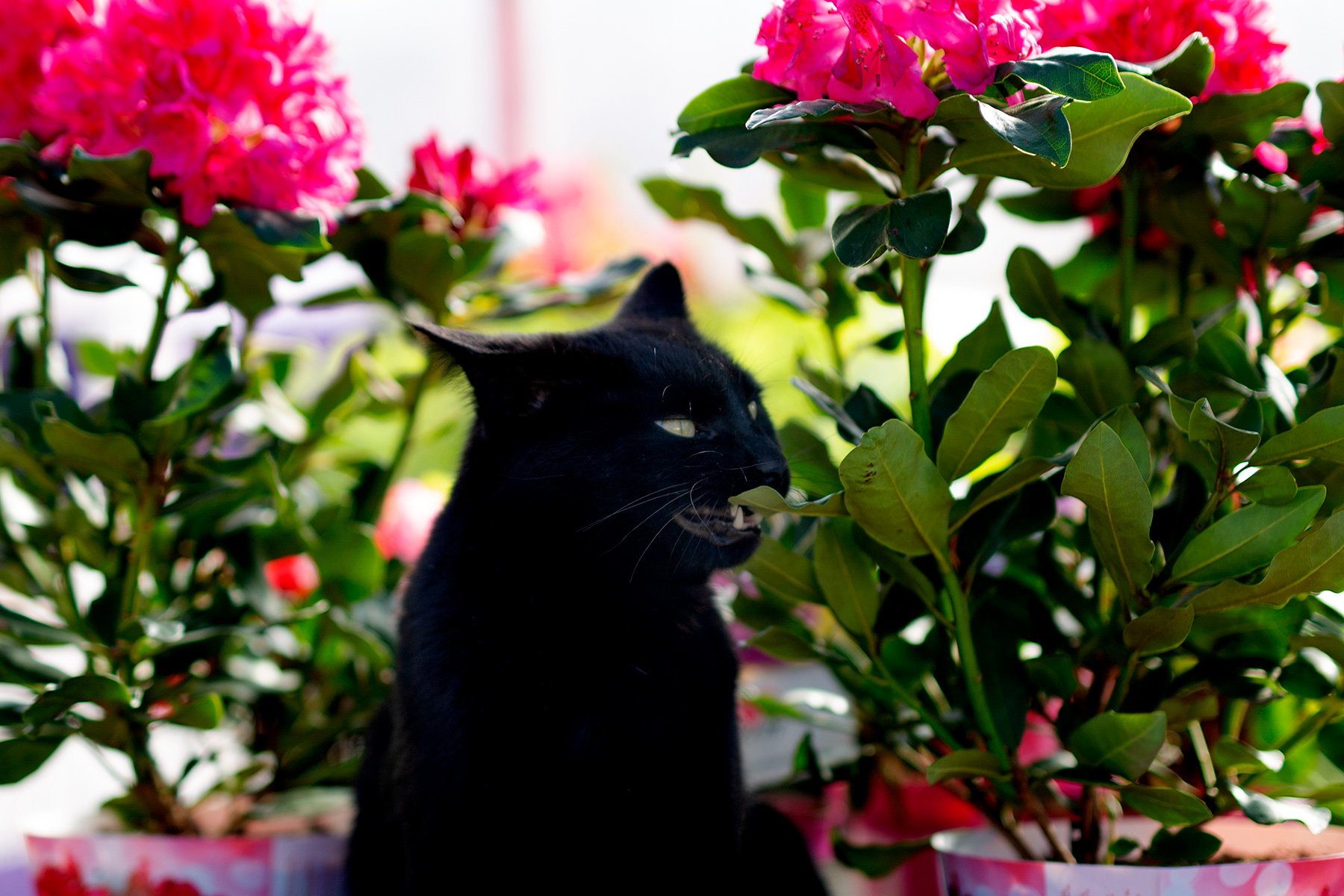blogg-220421blomsterstuganbertil2.jpg