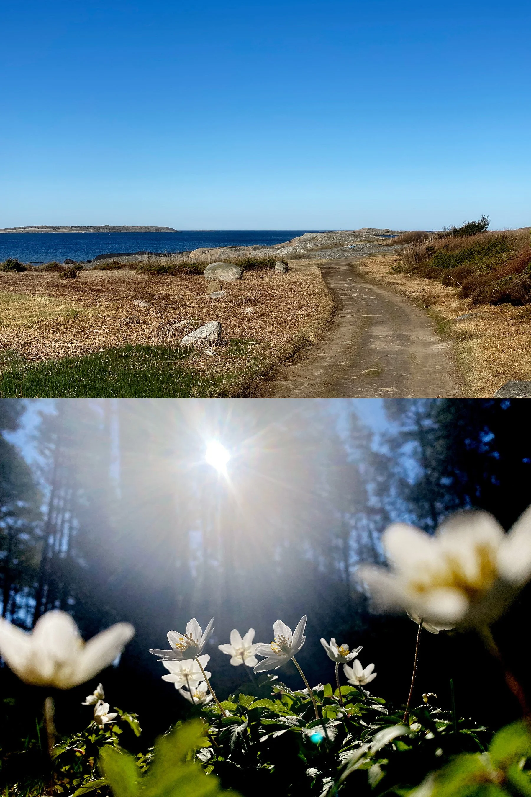 Hav och skog