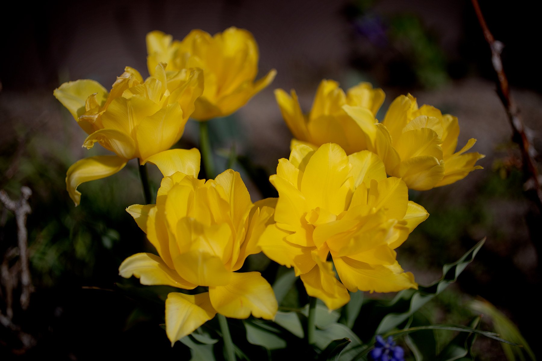 blogg-220504tradgarden1.jpg