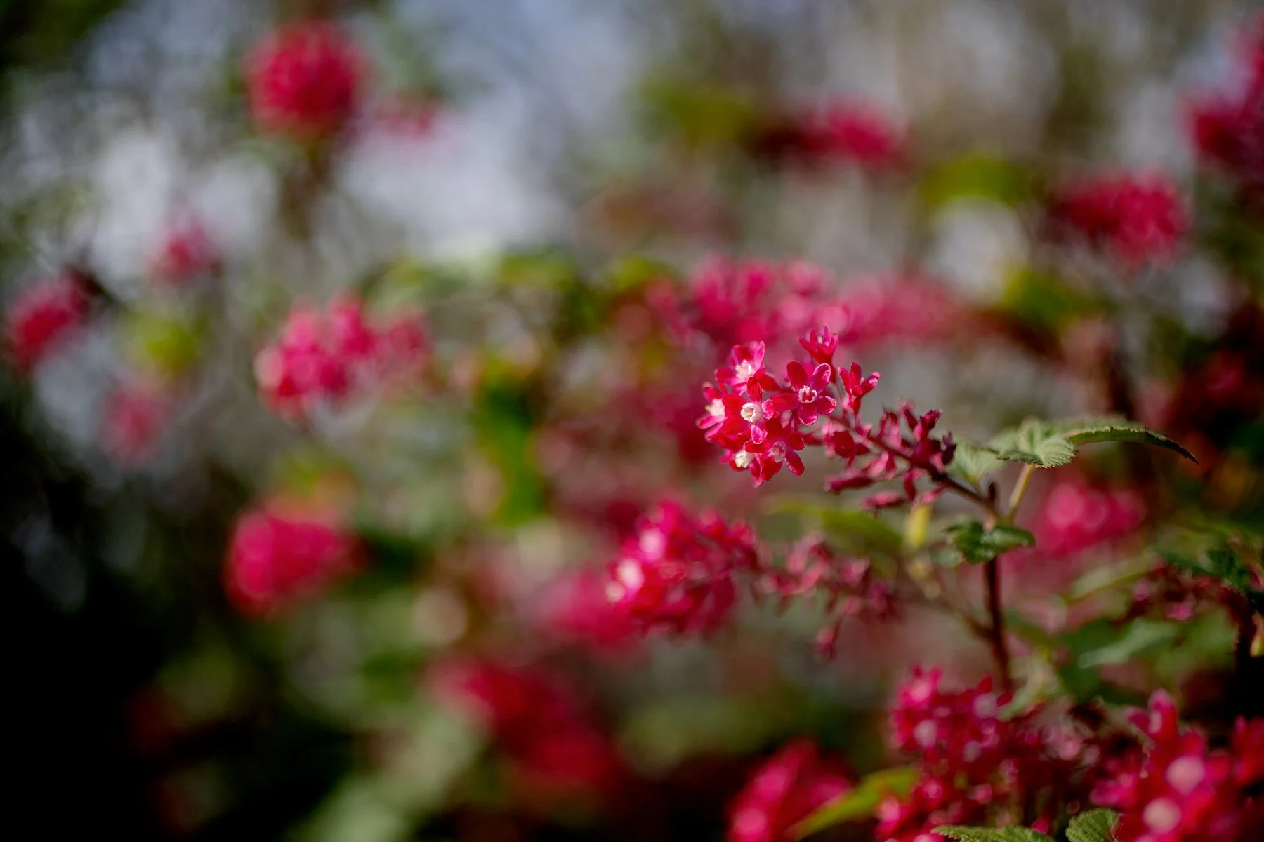 blogg-220504tradgarden7.jpg