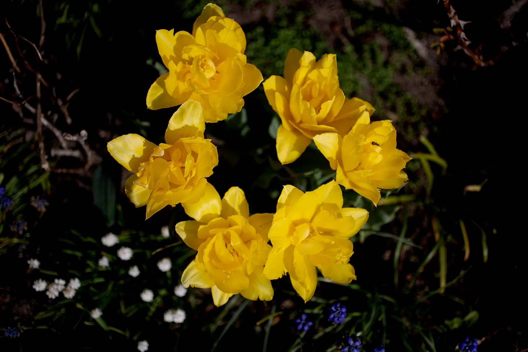 blogg-220504tradgarden12.jpg