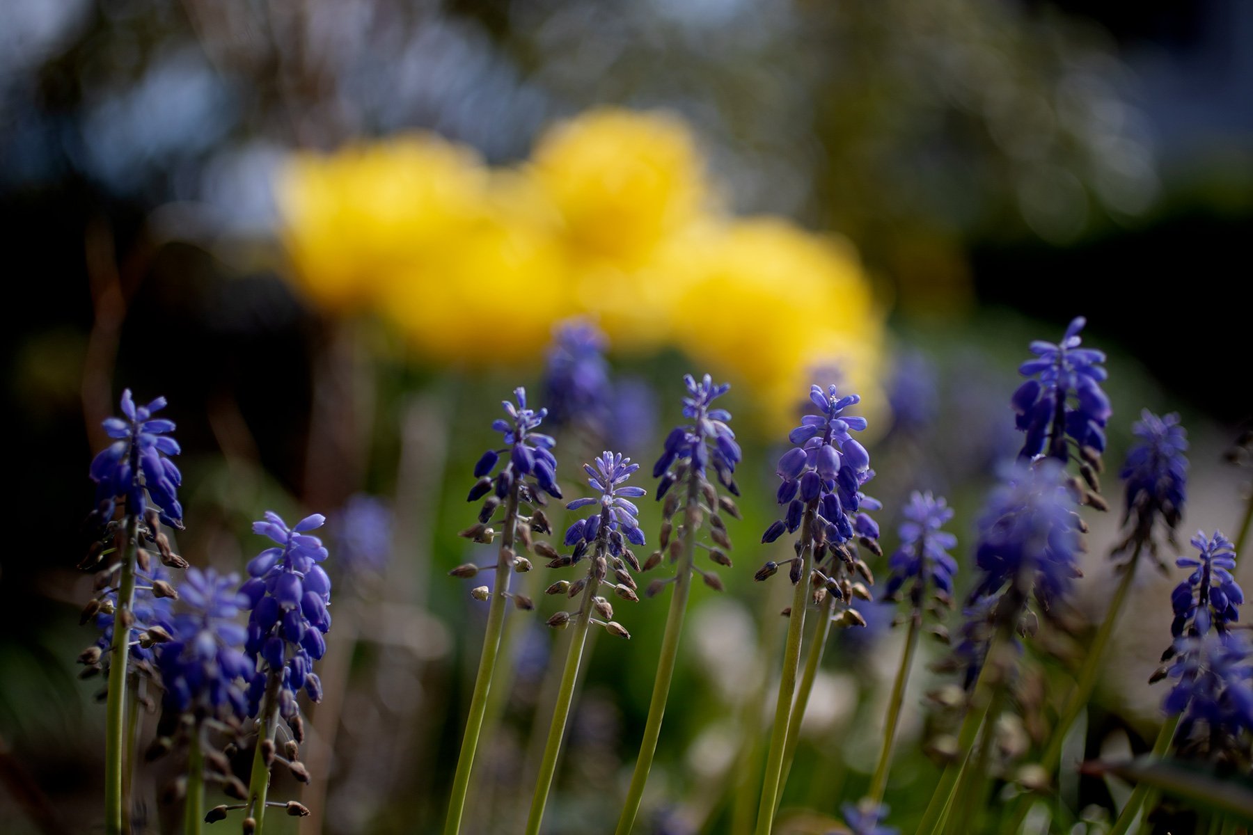 blogg-220504tradgarden18.jpg