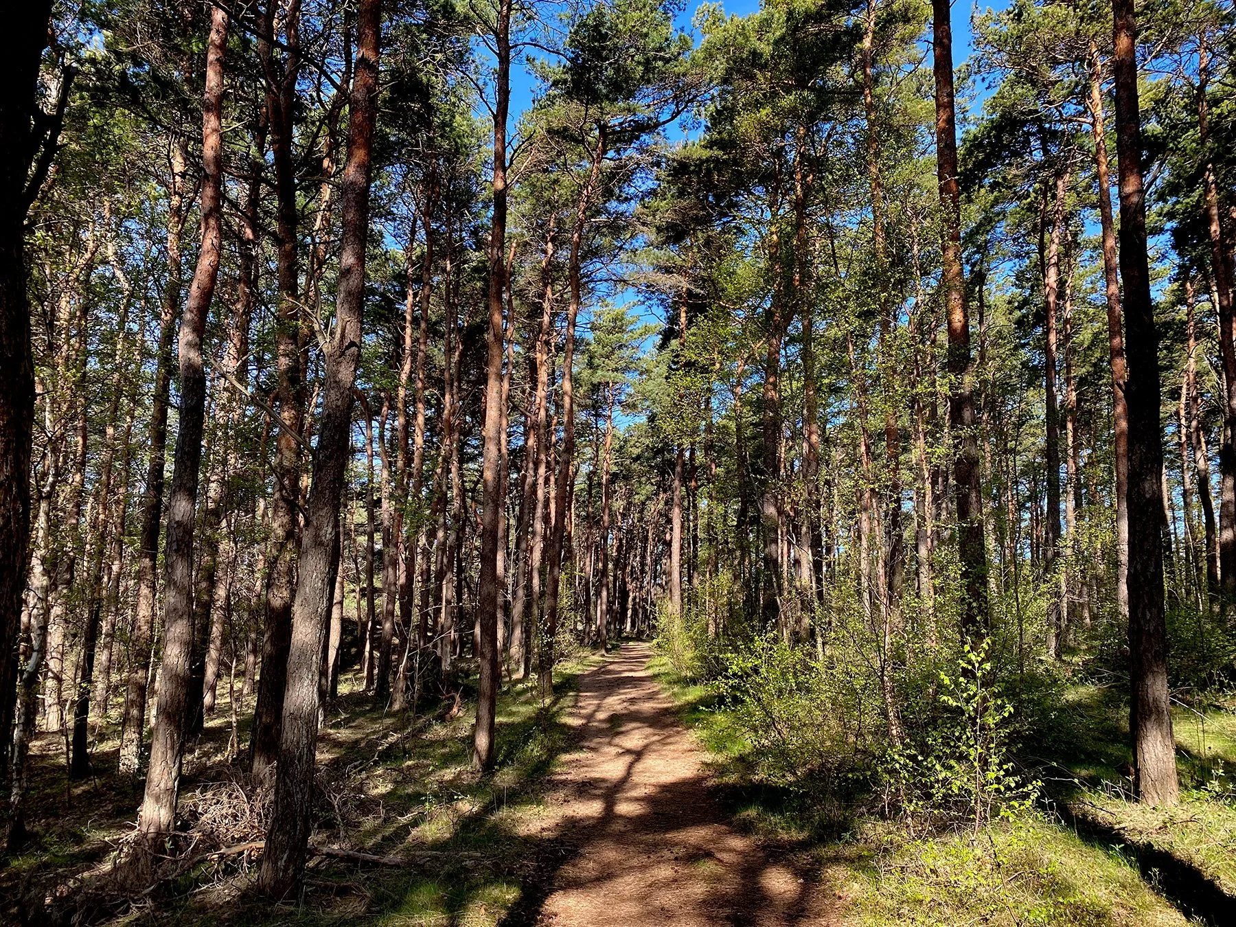 blogg-220503morgonpromenad1.jpg