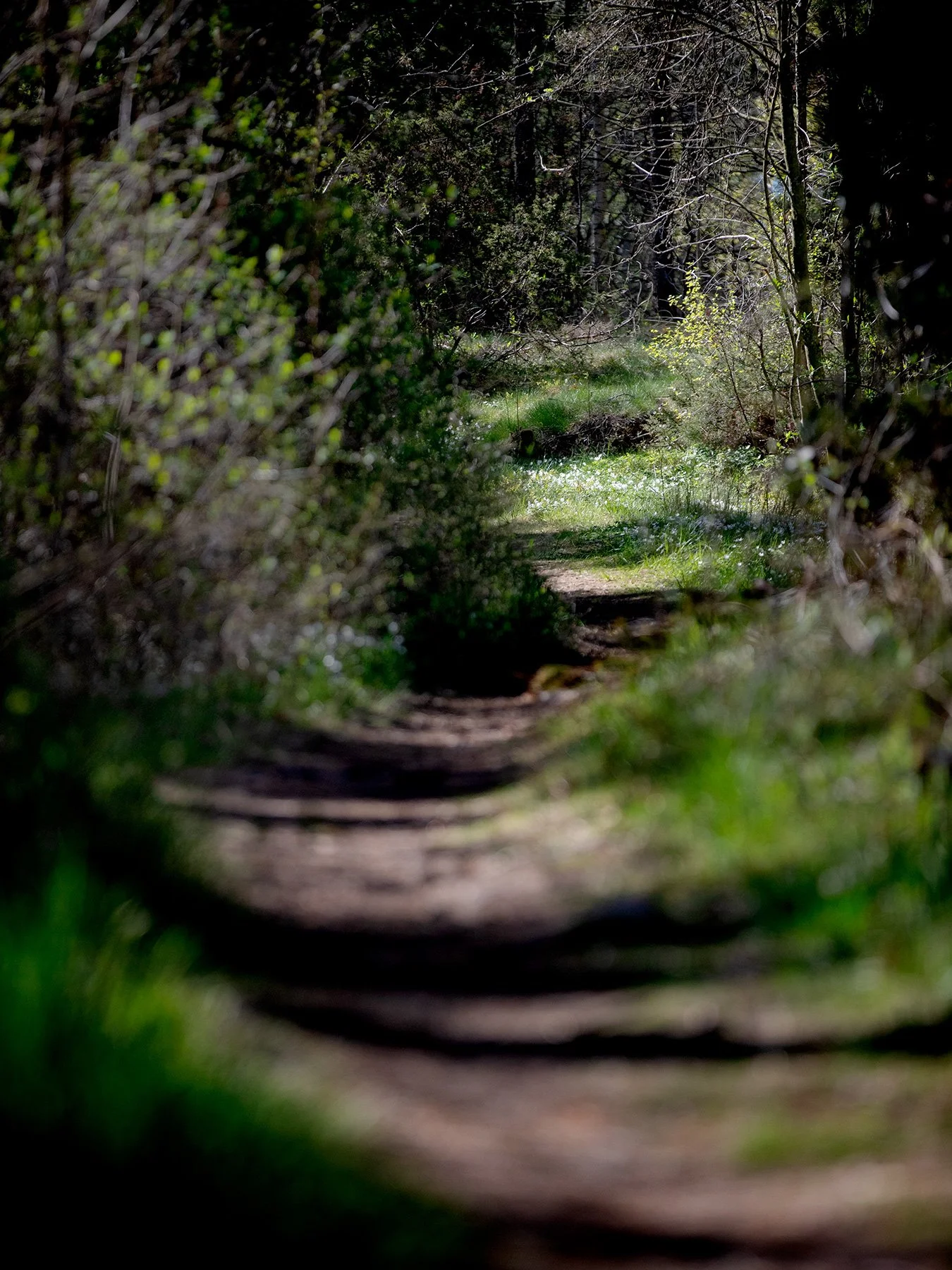 blogg-220503morgonpromenad7.jpg