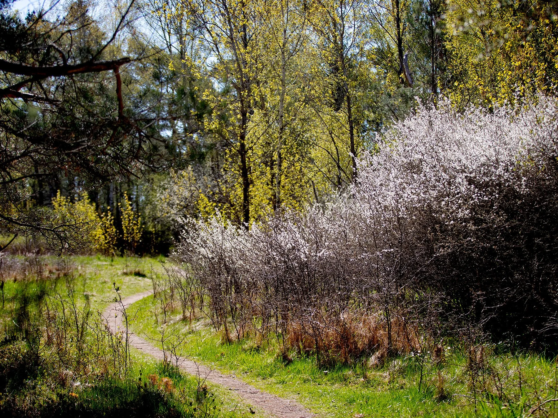 blogg-220503morgonpromenad9.jpg