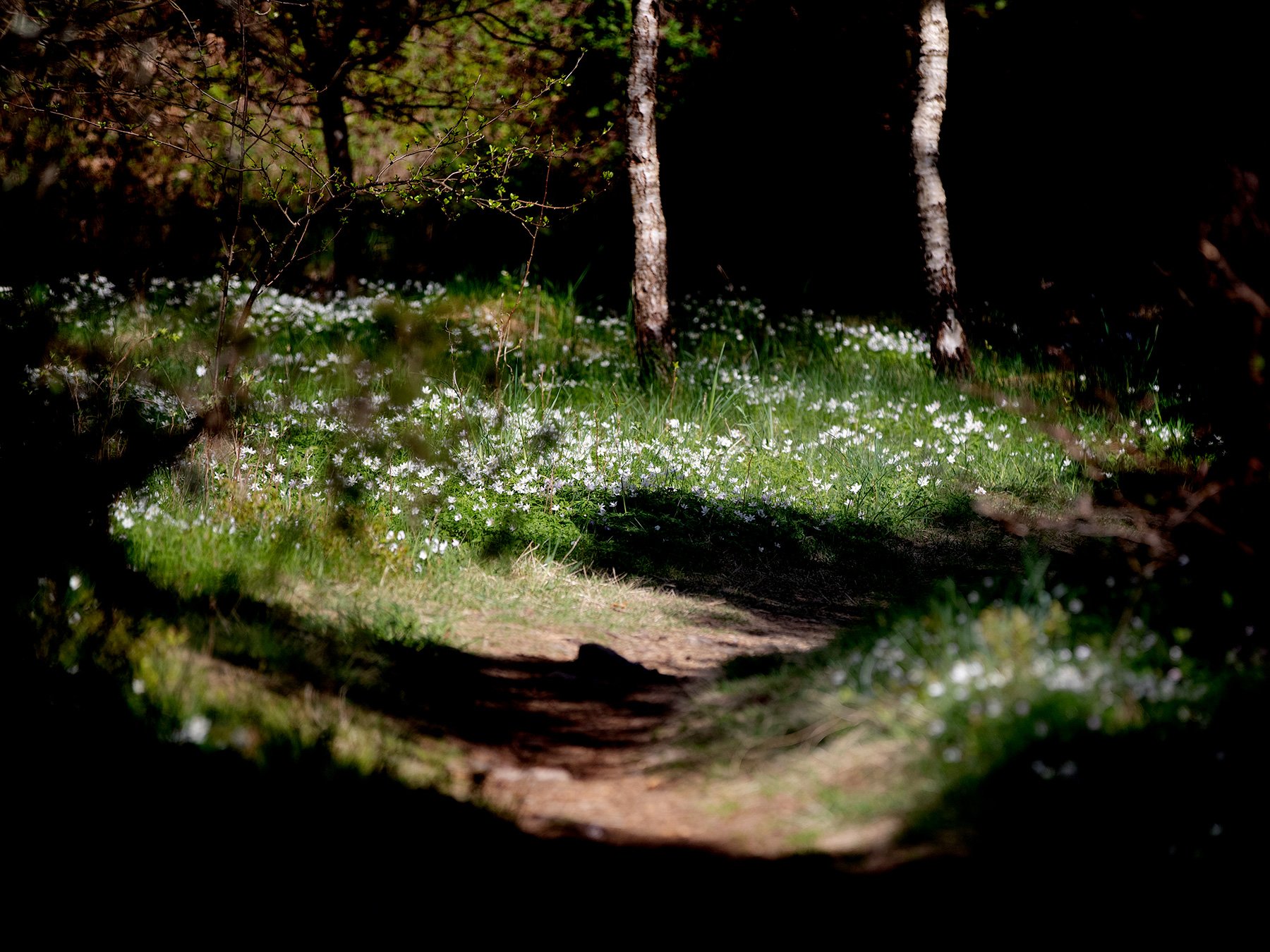 blogg-220503morgonpromenad11.jpg