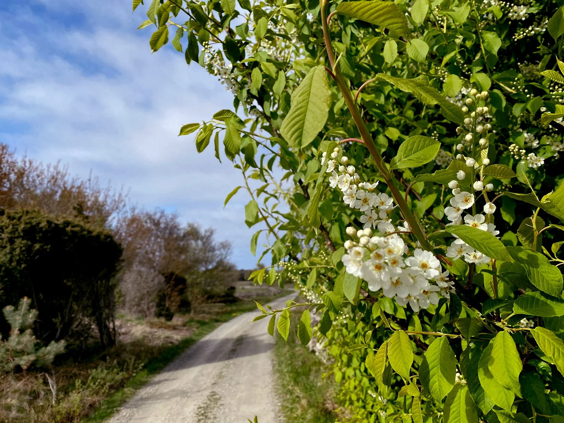 blogg-220509morgonpromenad1.jpg