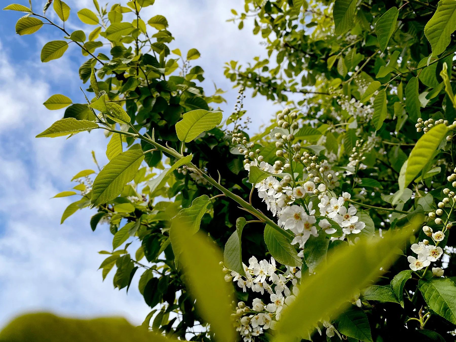 blogg-220509morgonpromenad2.jpg