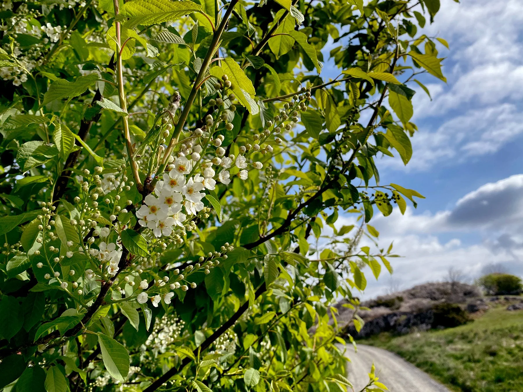 blogg-220509morgonpromenad3.jpg