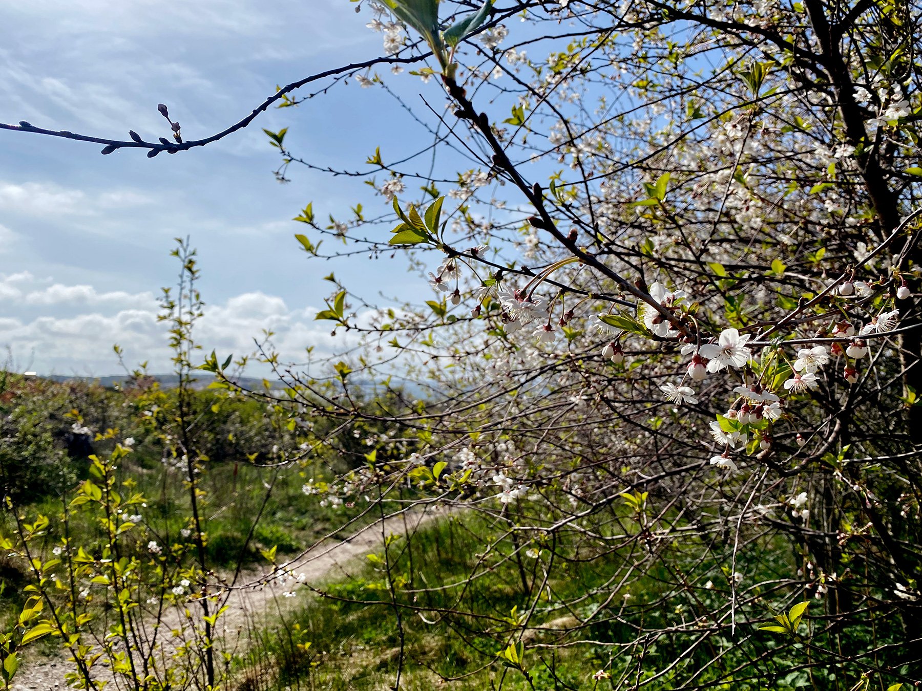 blogg-220509morgonpromenad5.jpg