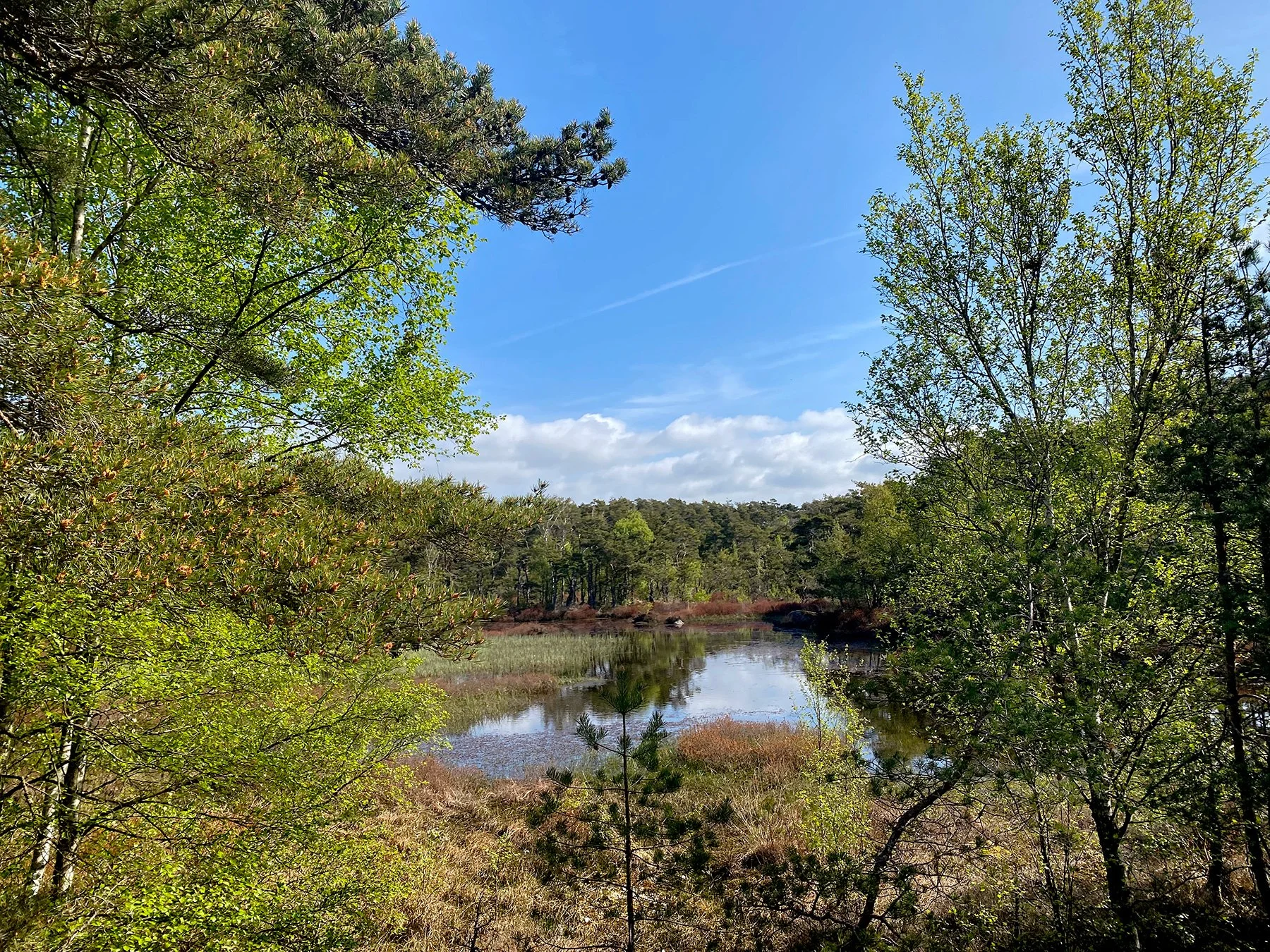 blogg-220509morgonpromenad9.jpg