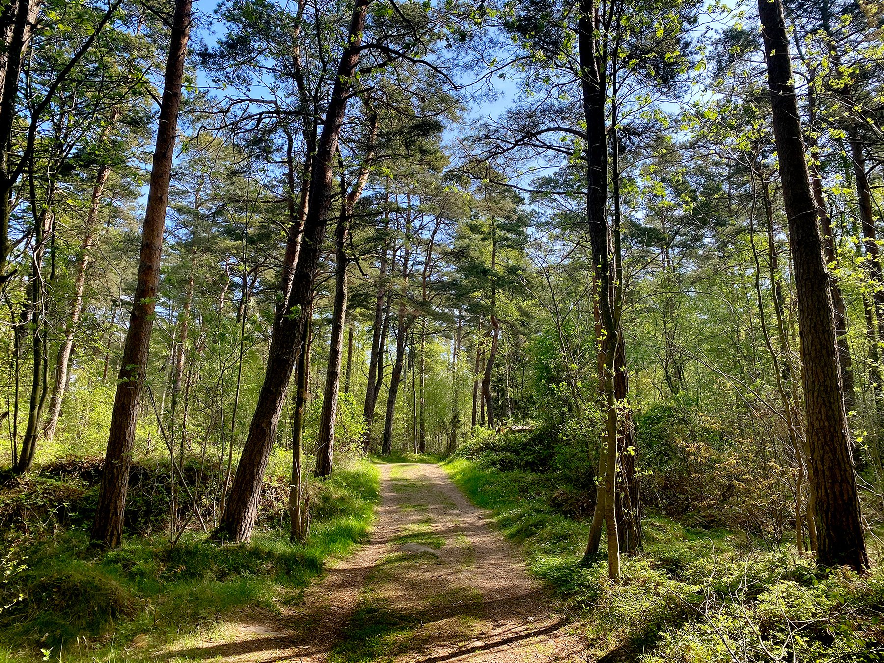 blogg-220509morgonpromenad11.jpg
