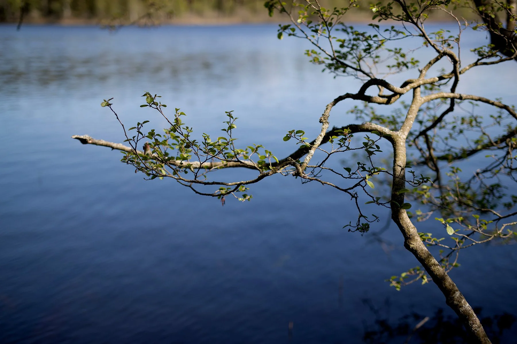 blogg-220515bjorkasjo36.jpg
