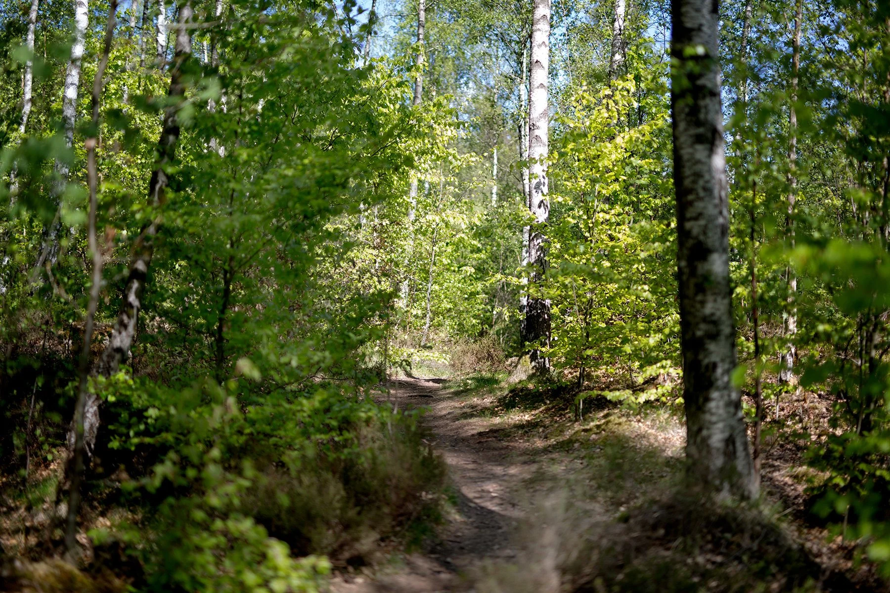 blogg-220515bjorkasjo43.jpg