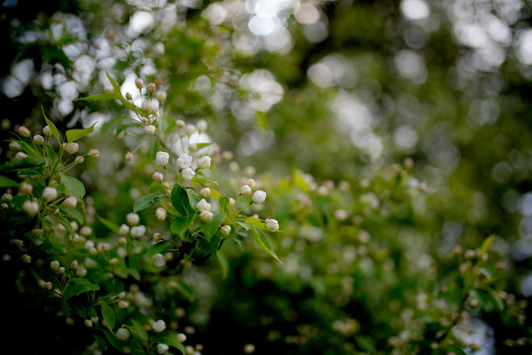 blogg-220518botaniska2.jpg