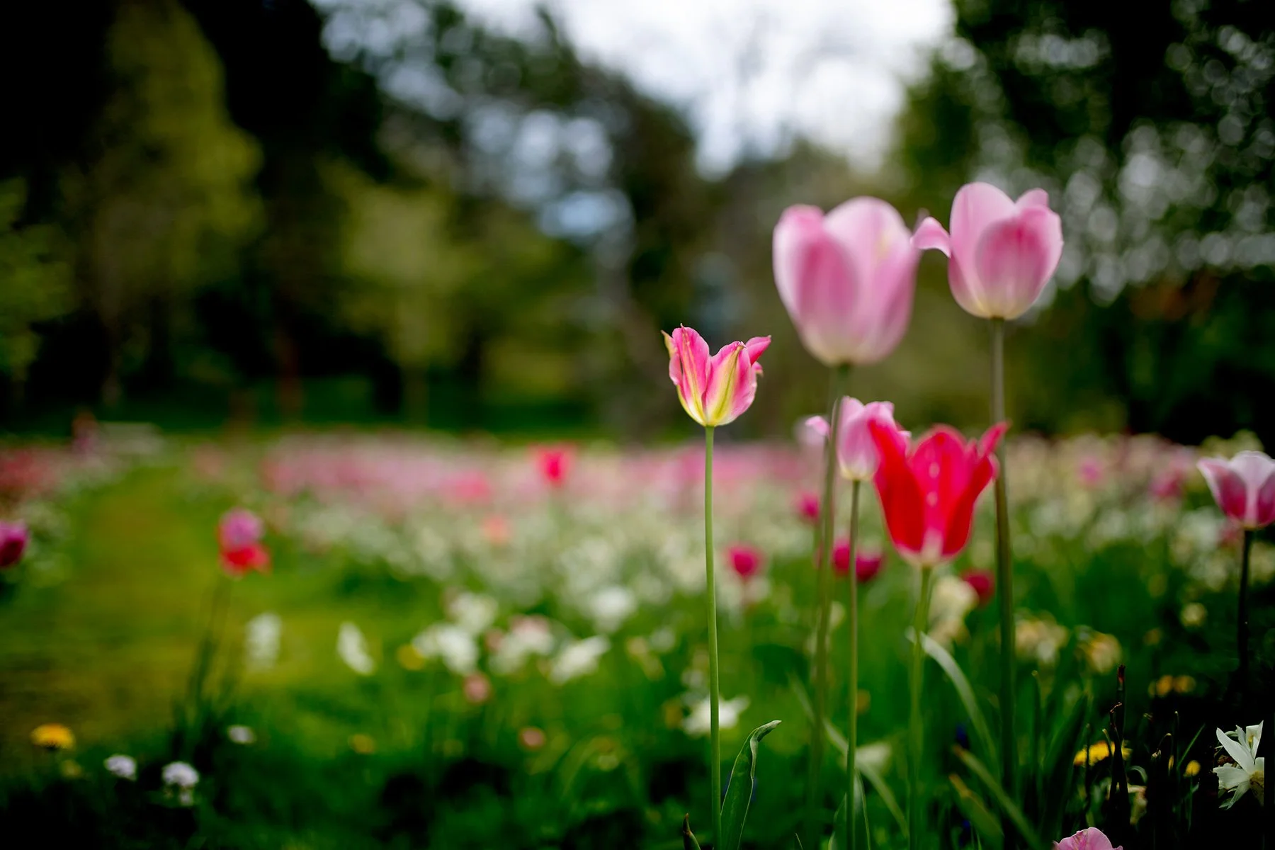 blogg-220518botaniska3.jpg