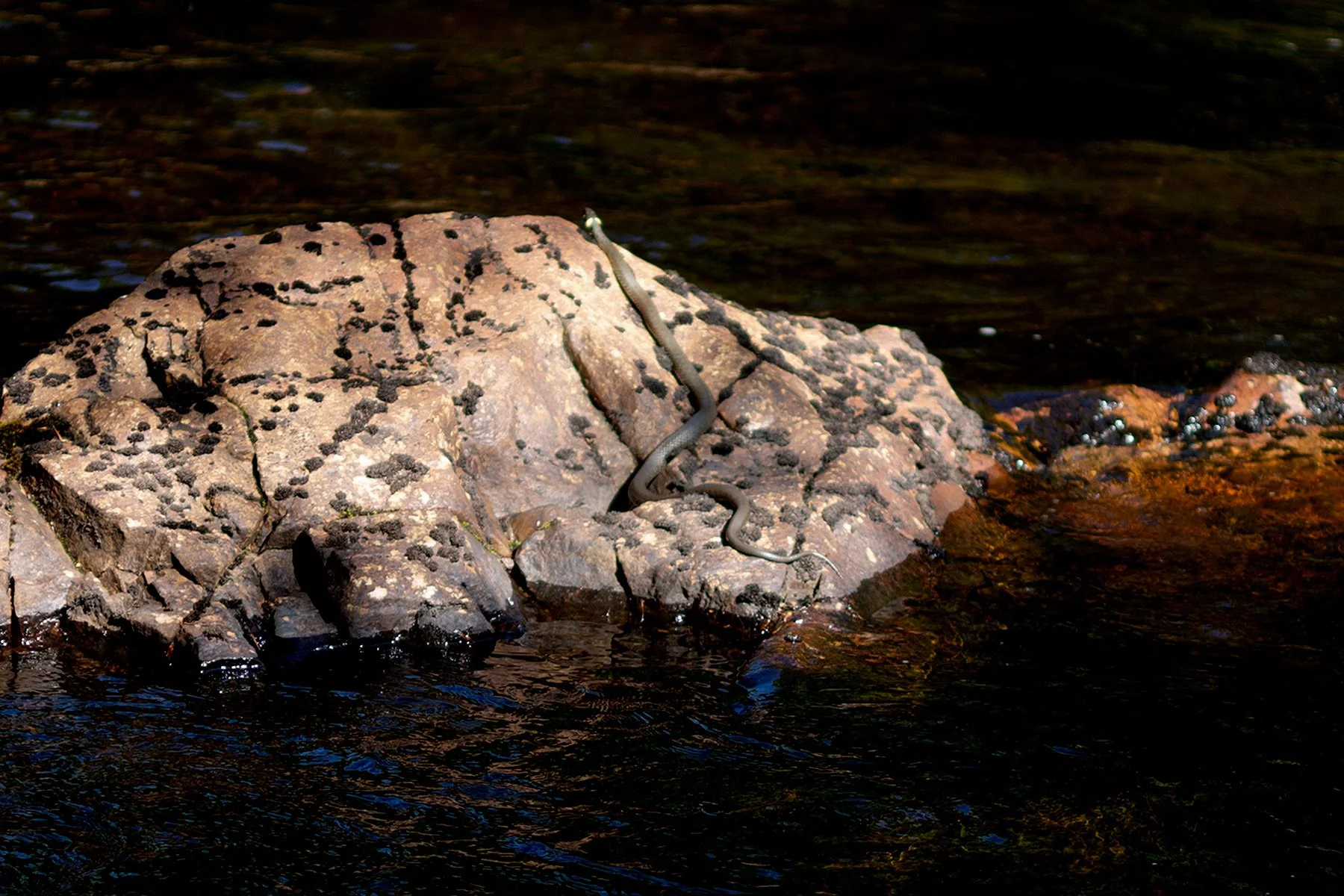 blogg-220529morsdagangarna38.jpg