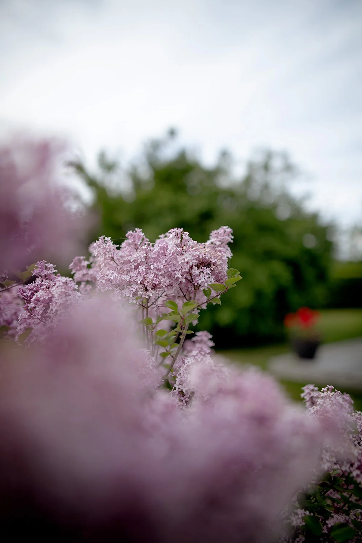 blogg-220607syrenhojd.jpg