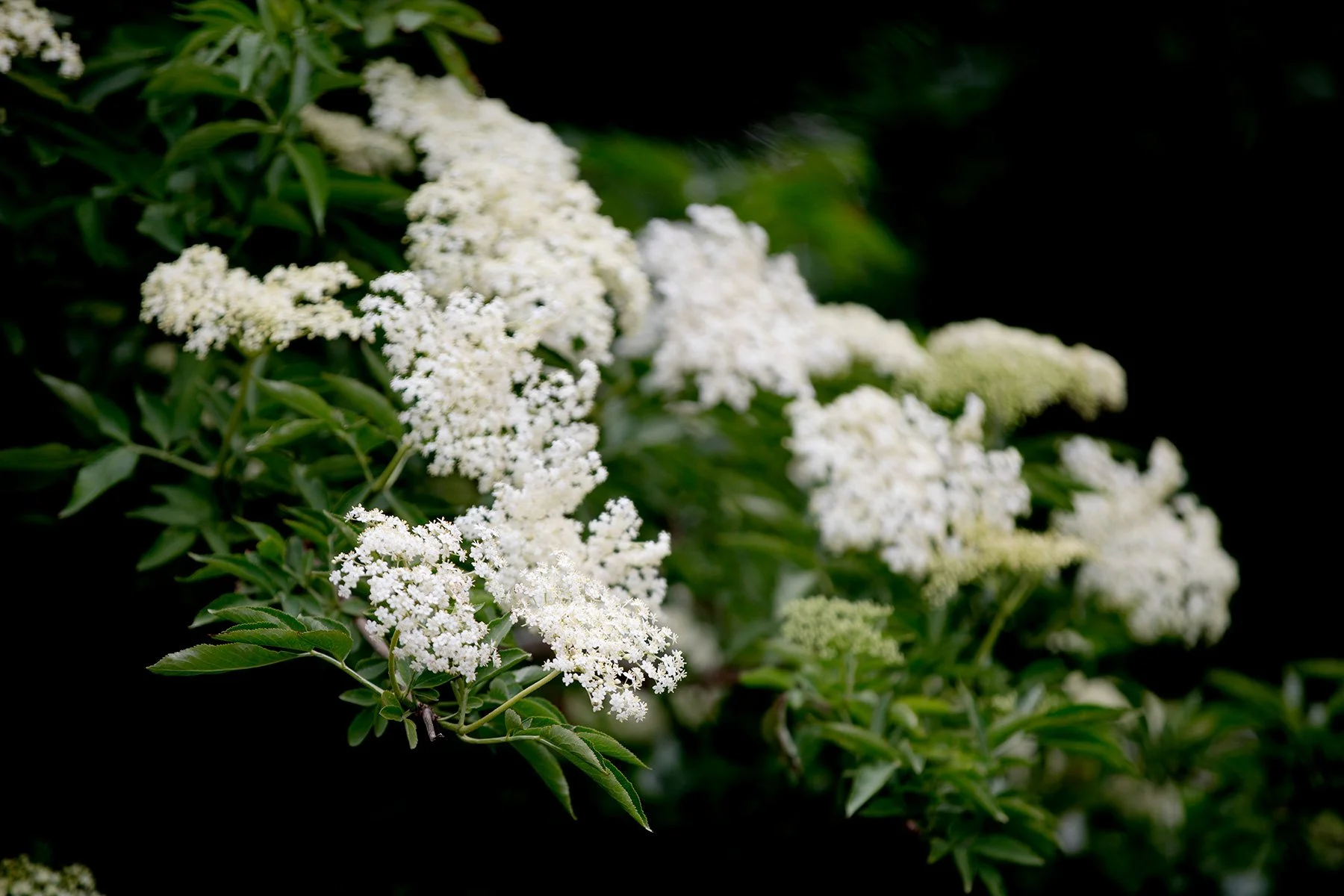 blogg-220620hamnpromenad1.jpg