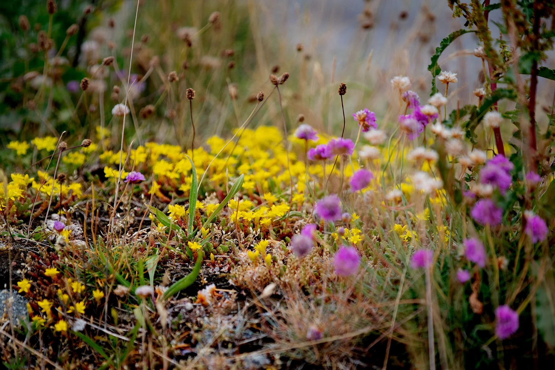 blogg-220620hamnpromenad8.jpg