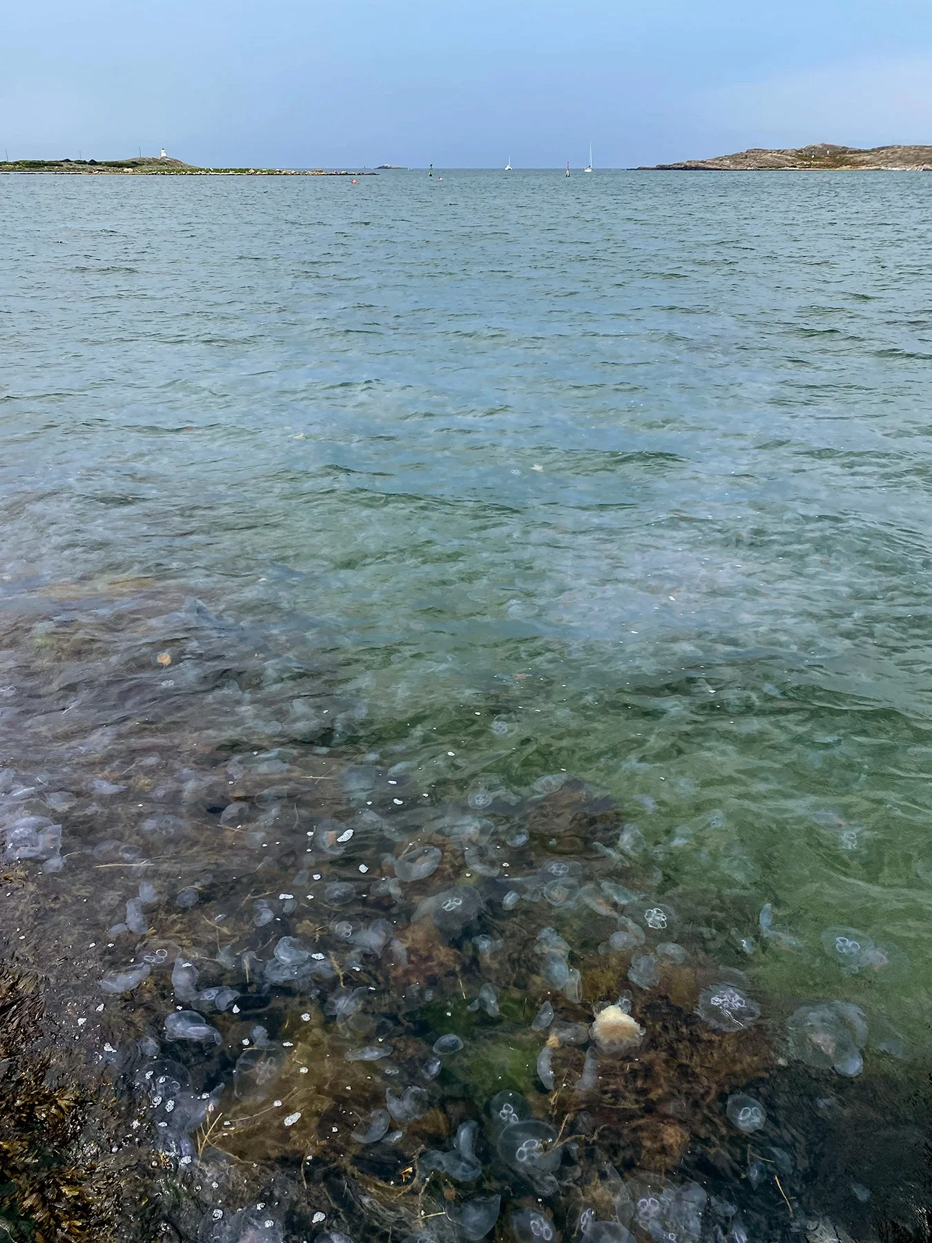 blogg-220627maneterihamnen1.jpg