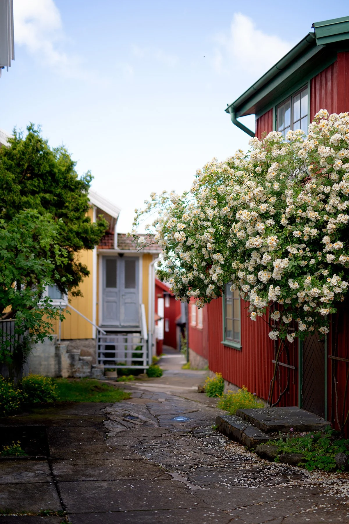 blogg-220708mollosundmorgon4.jpg