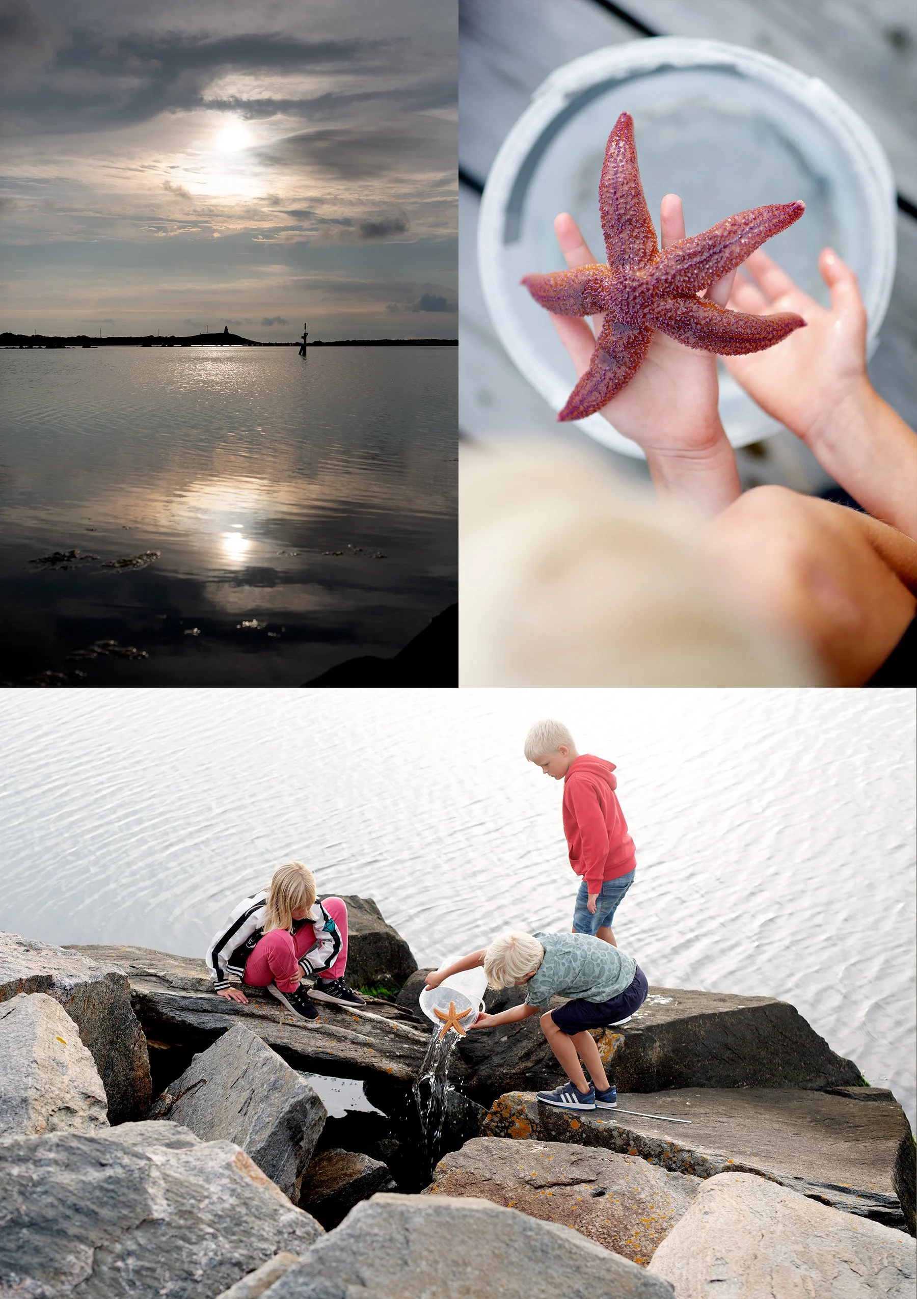 Sommarens största sjöstjärna