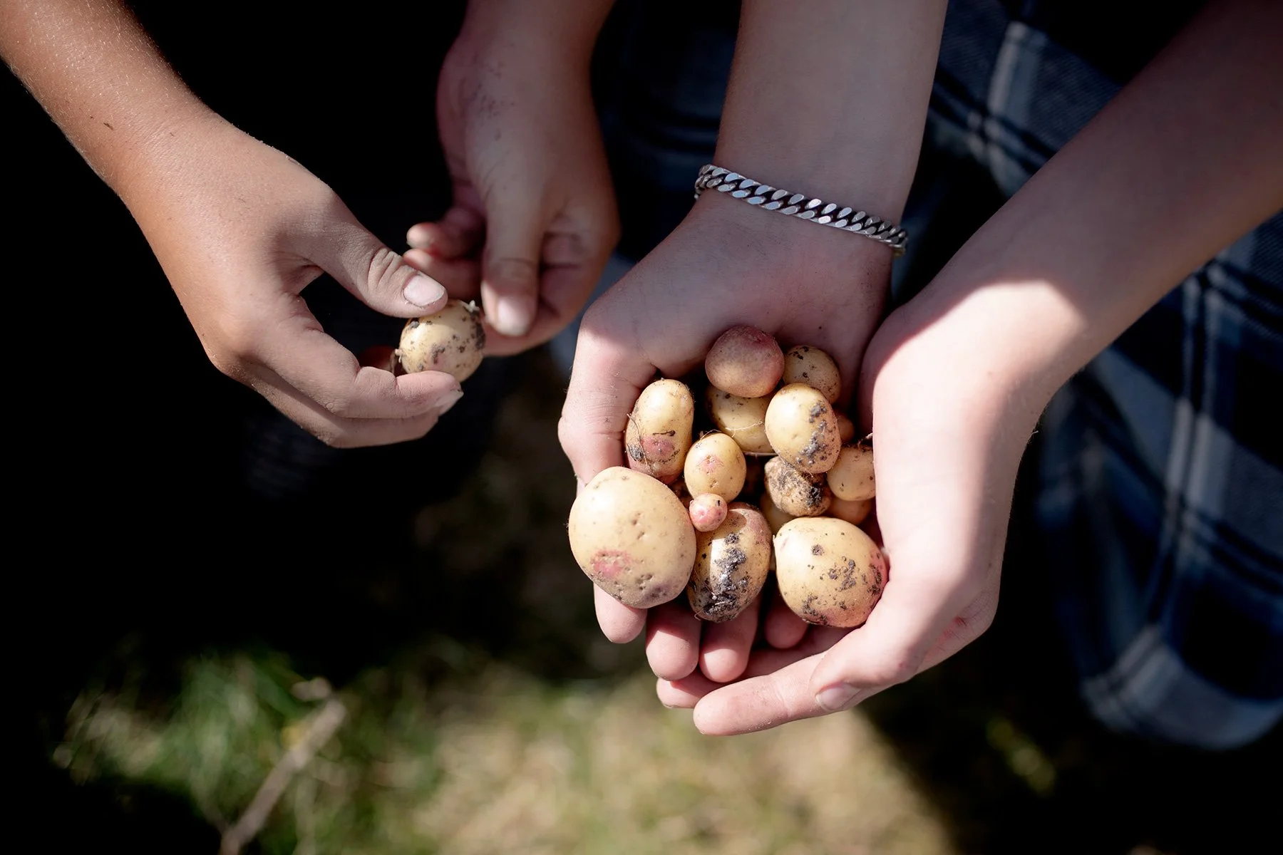 blogg-220904potatis10.jpg