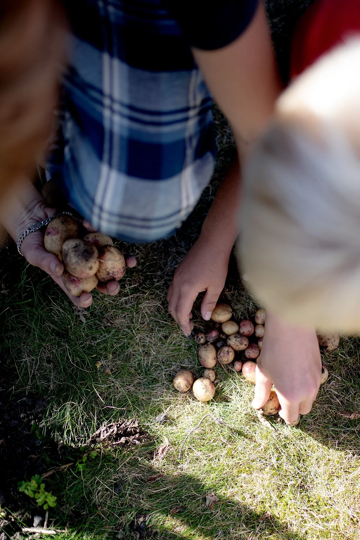 blogg-220904potatis12.jpg