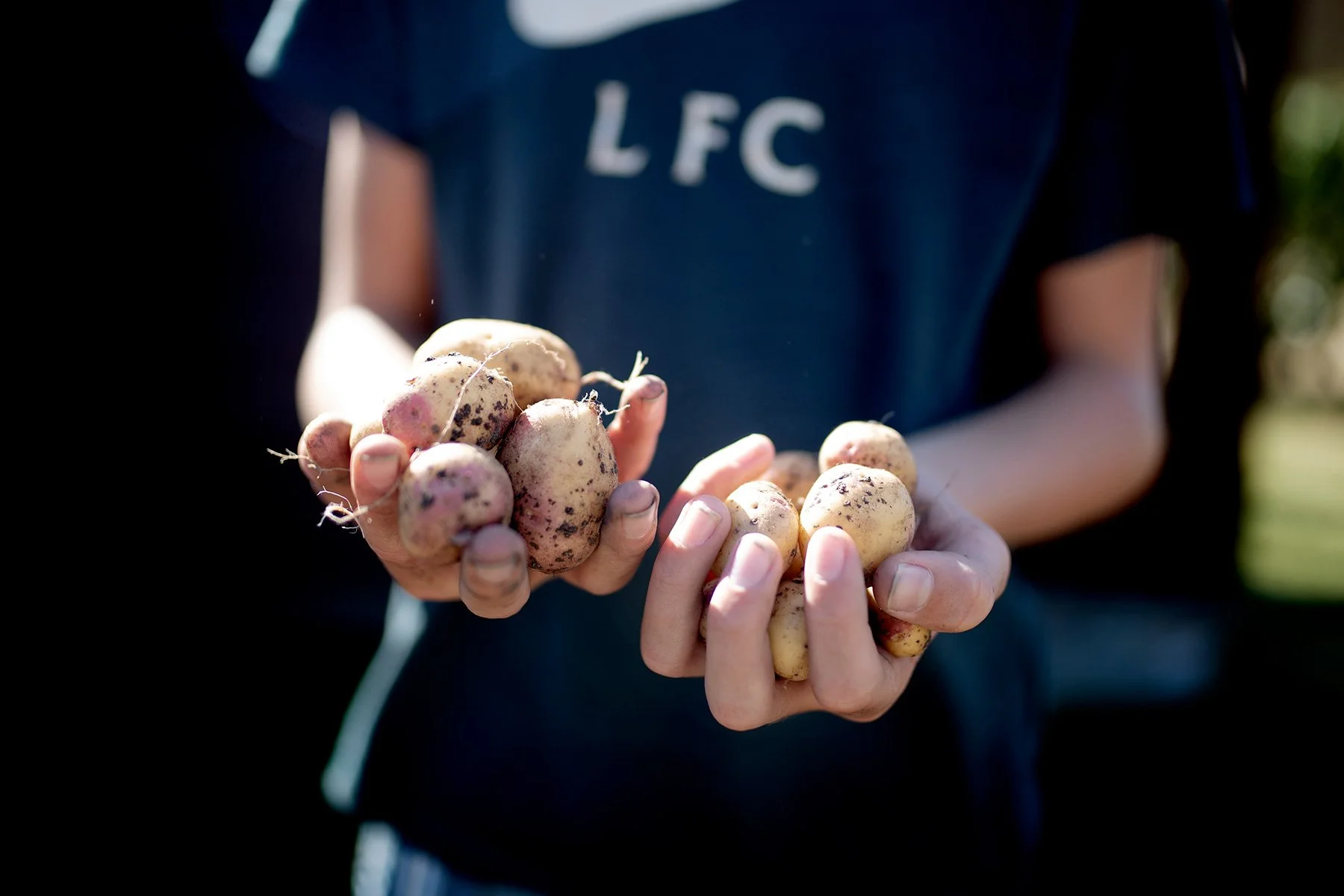 blogg-220904potatis13.jpg