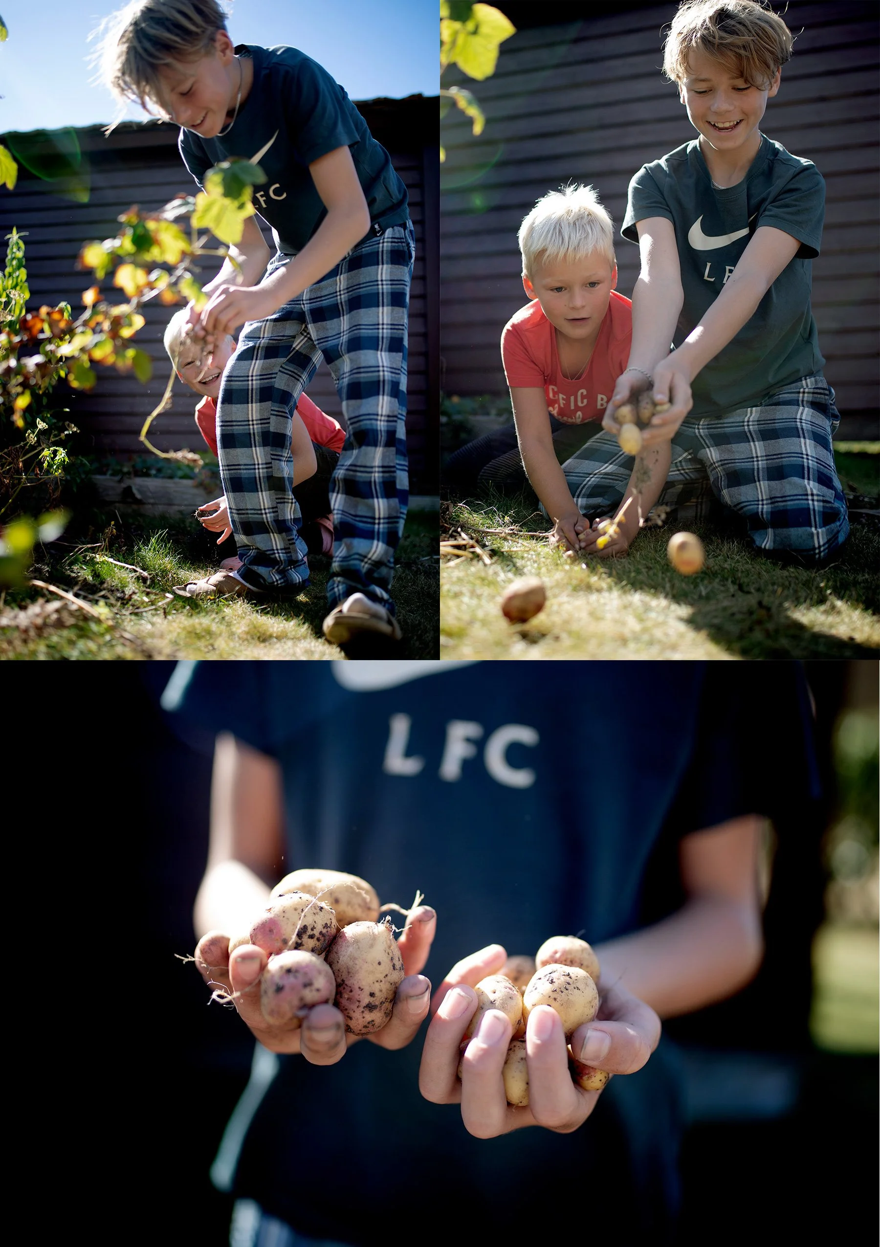 Potatis
