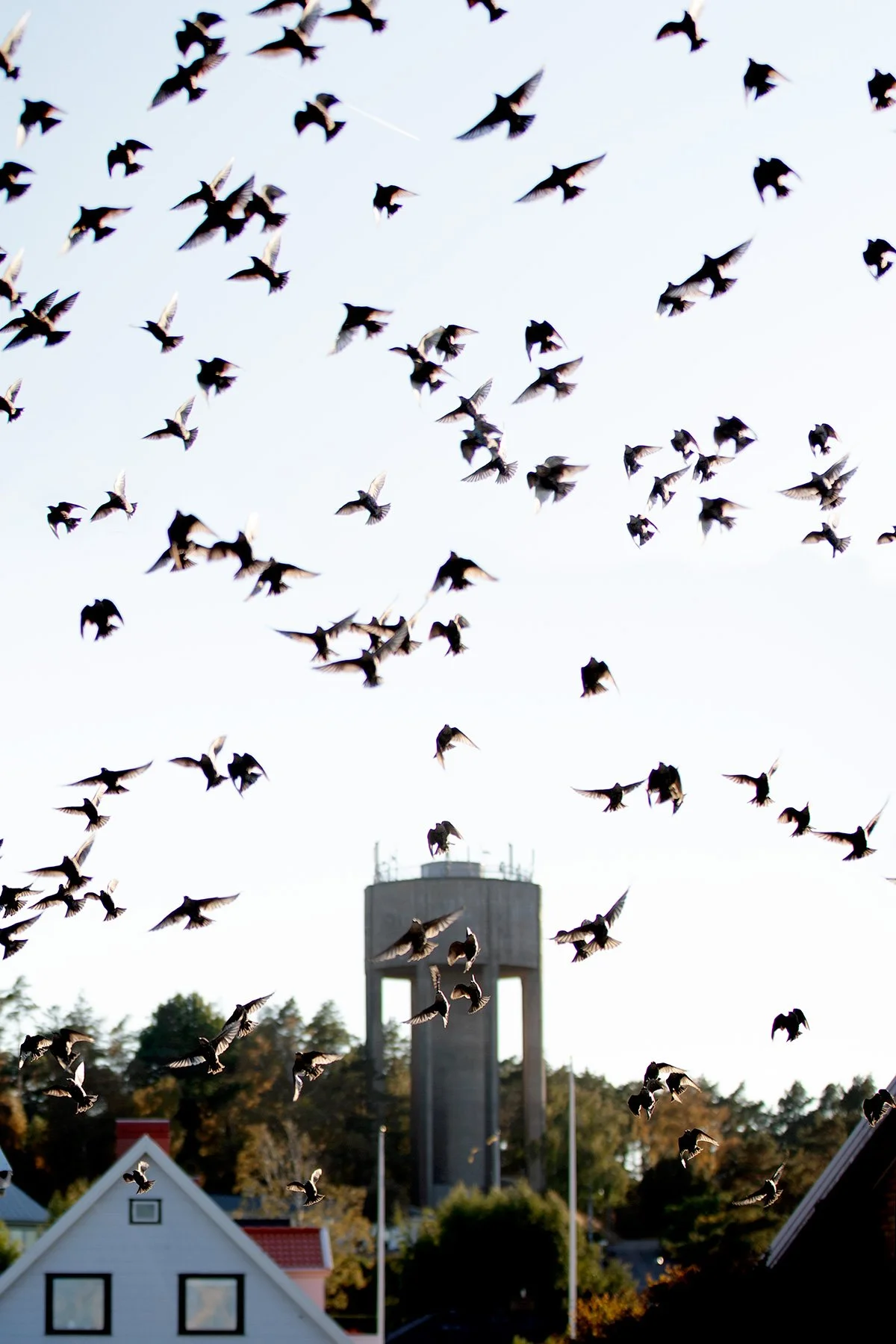 blogg-220911fagelflock2.jpg