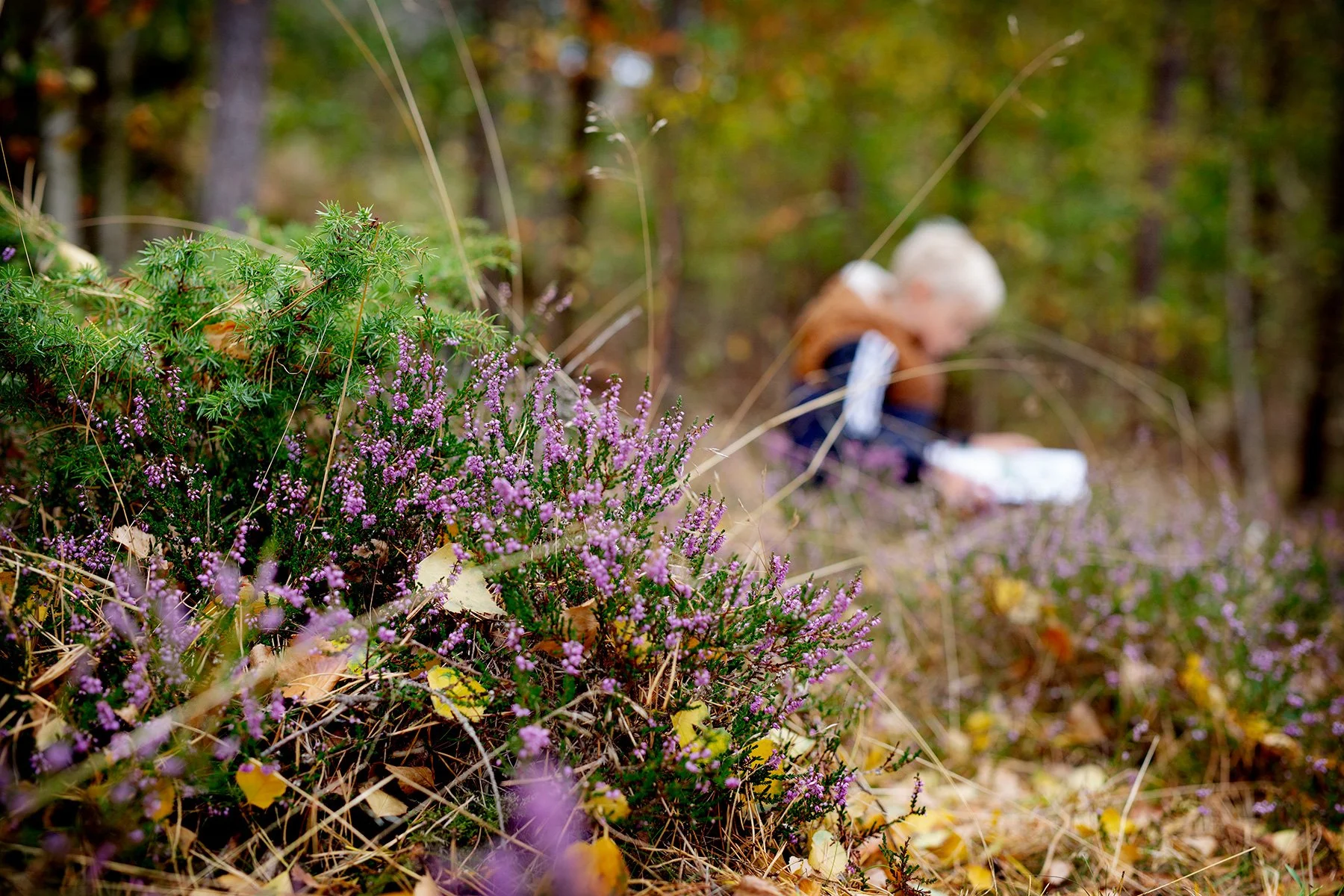 blogg-220913blombokskogen16.jpg
