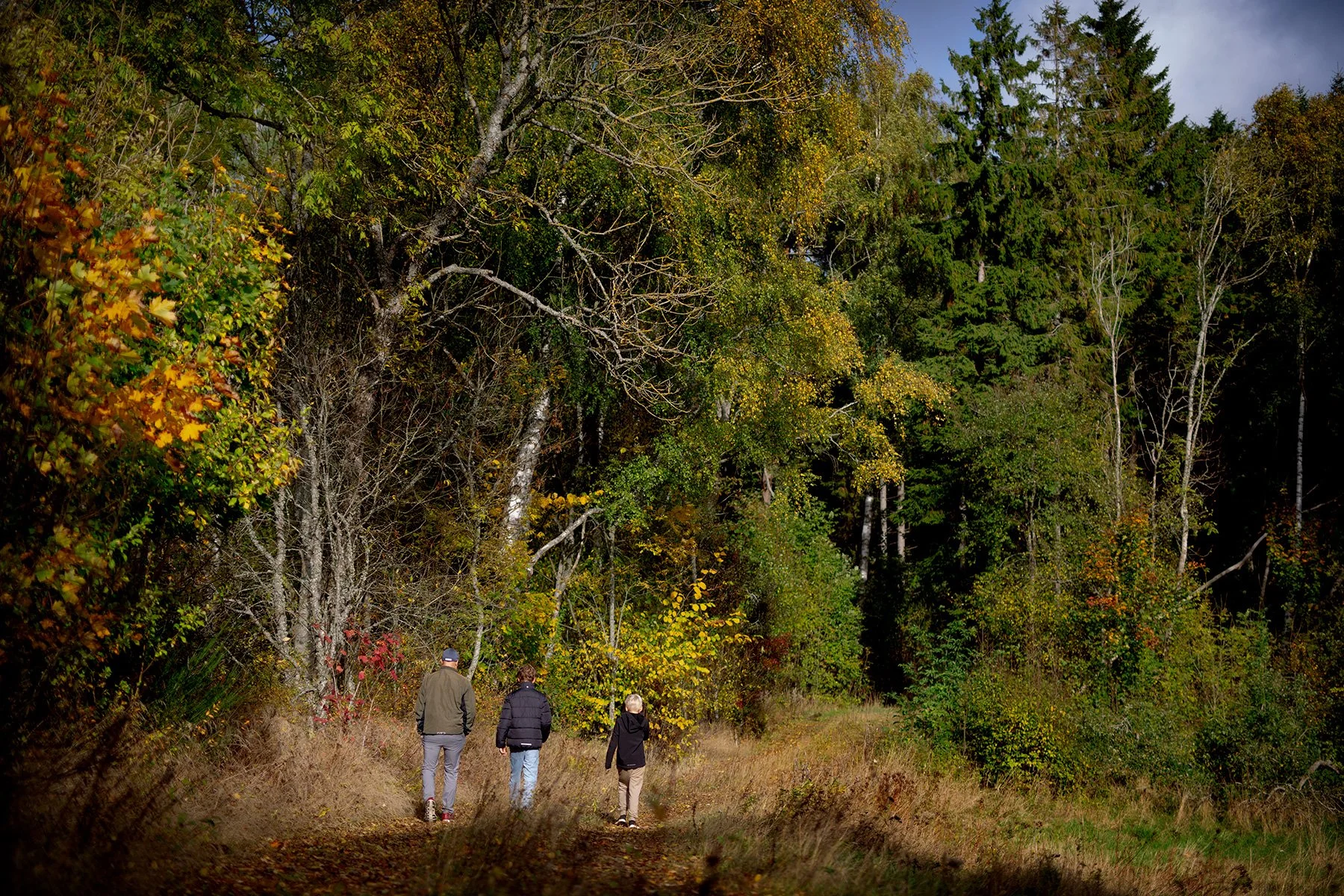 blogg-221009skogen3.jpg