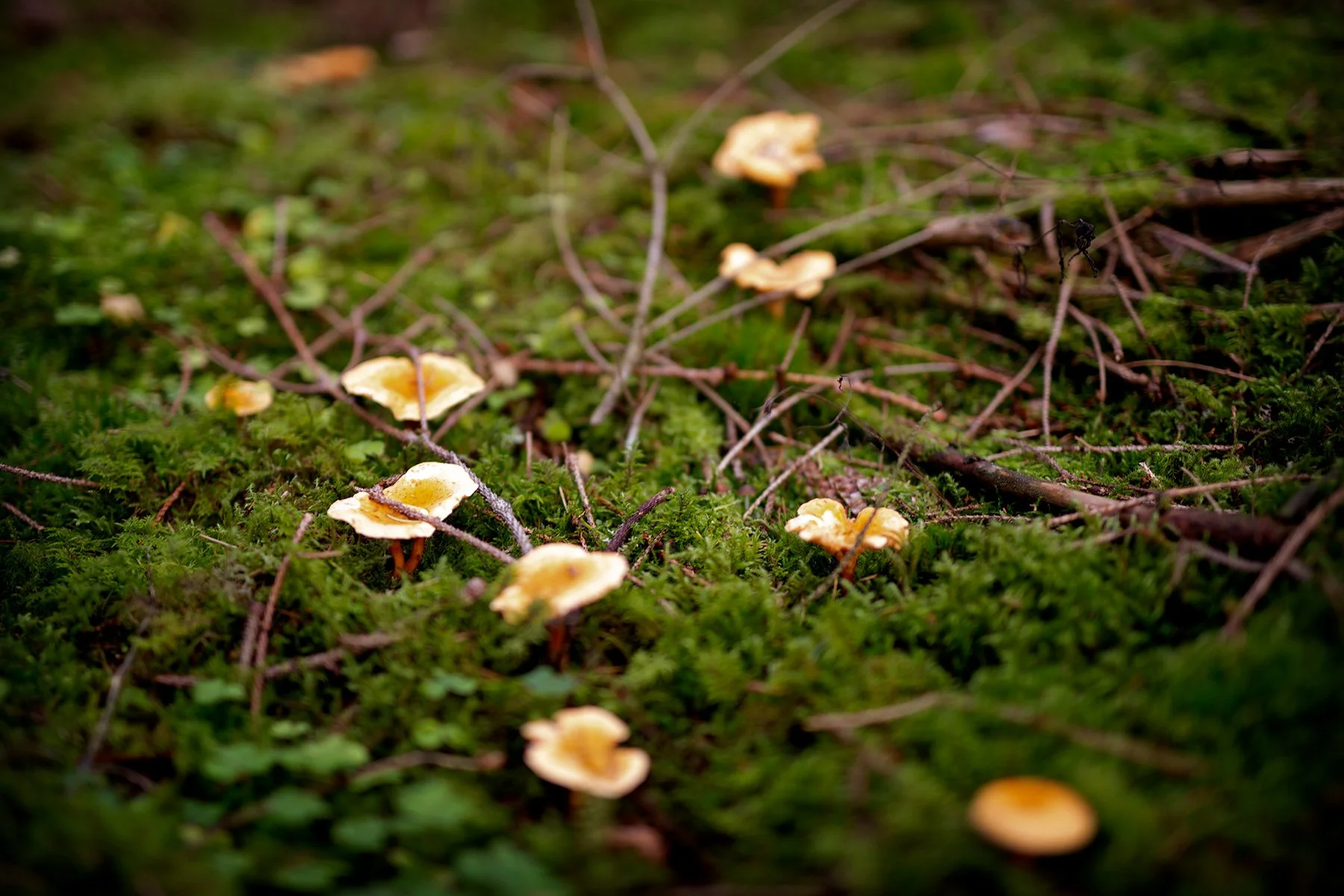 blogg-221009skogen5.jpg