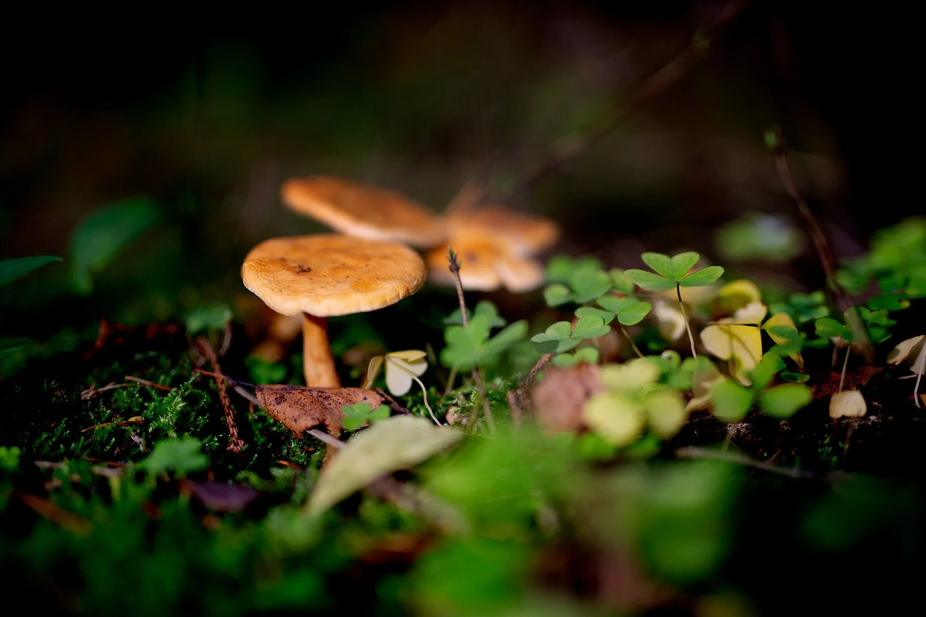 blogg-221009skogen7.jpg