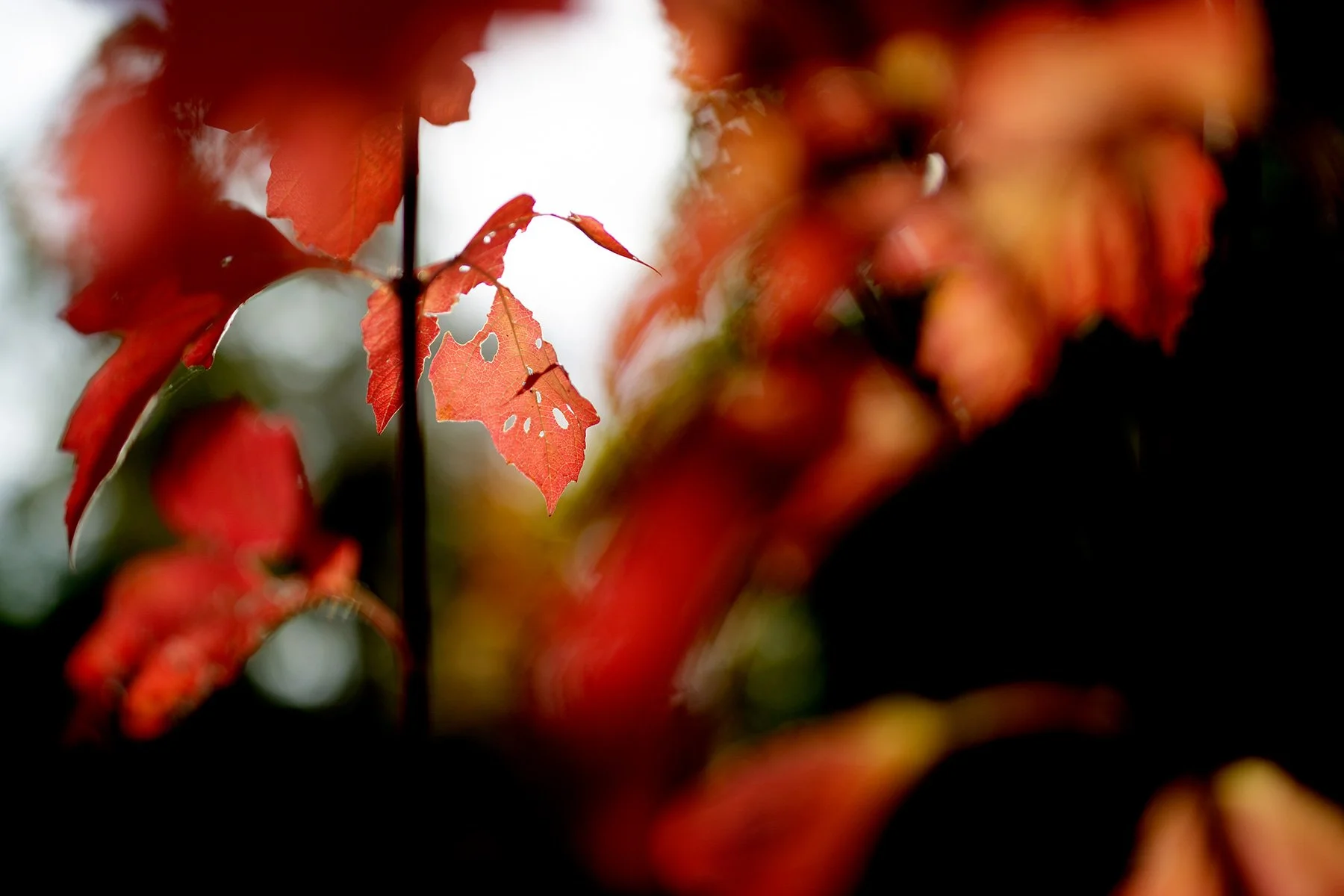 blogg-221009skogen9.jpg