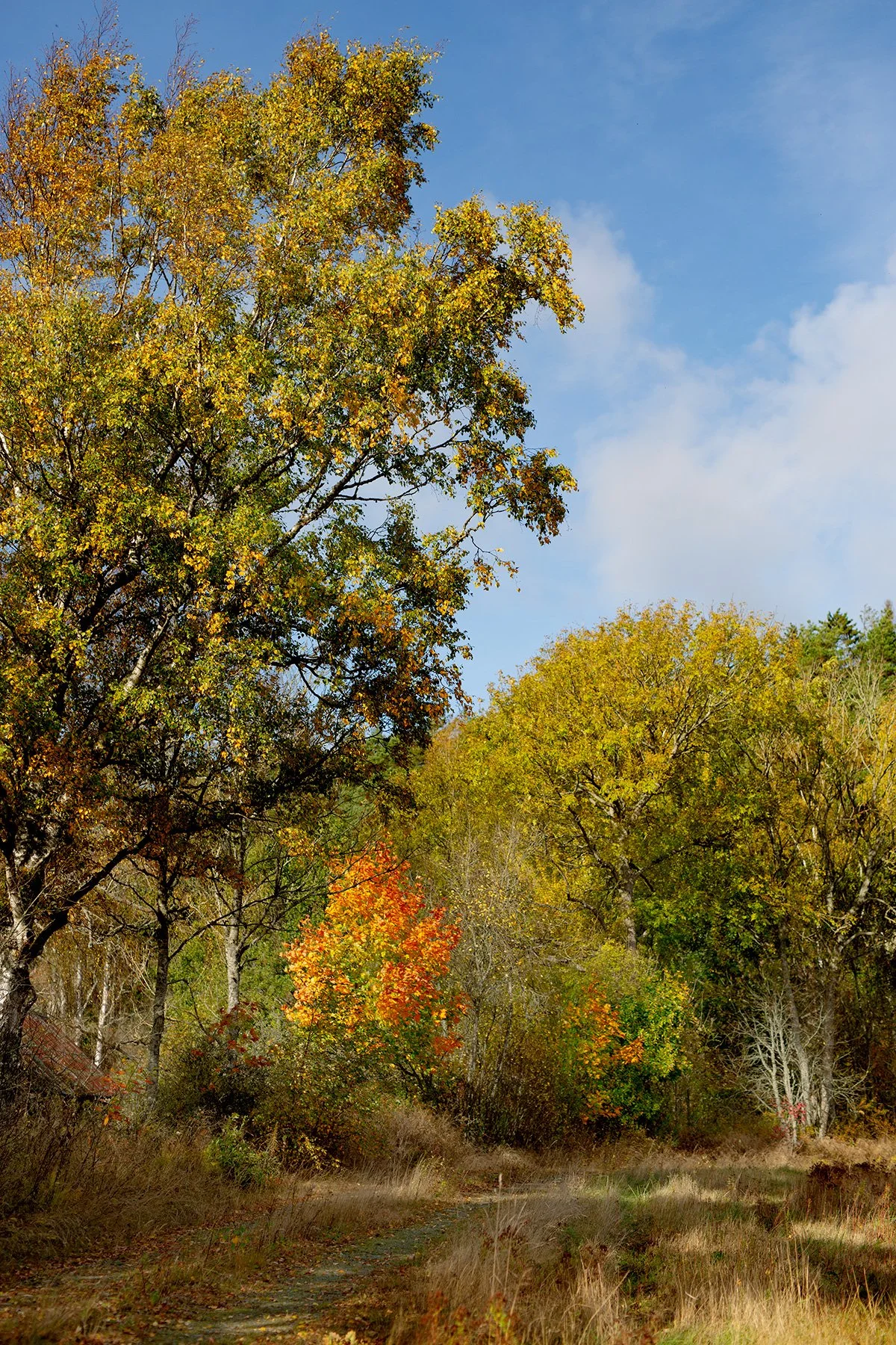 blogg-221009skogen18.jpg