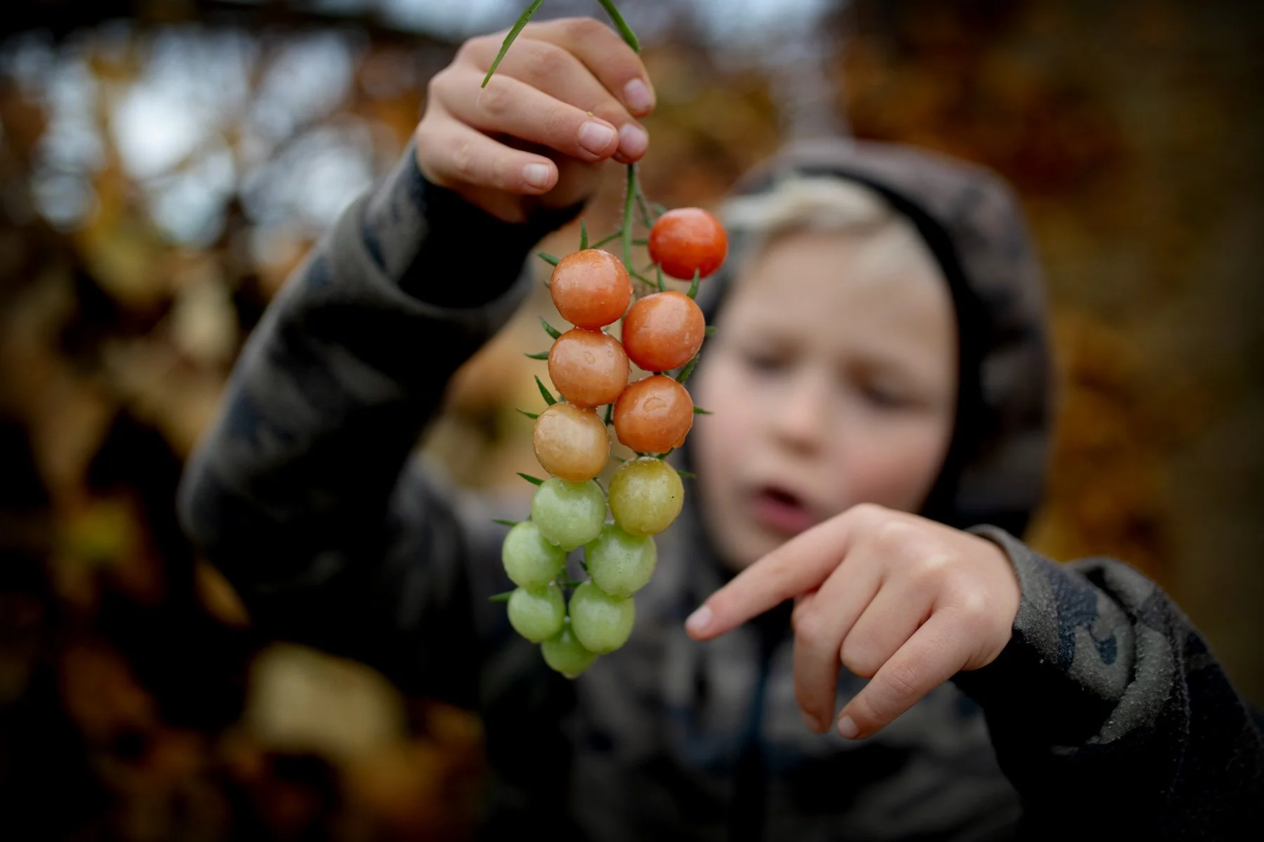 blogg-221030plockaintomaterna4.jpg