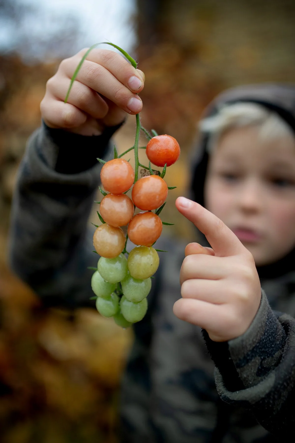 blogg-221030plockaintomaterna5.jpg