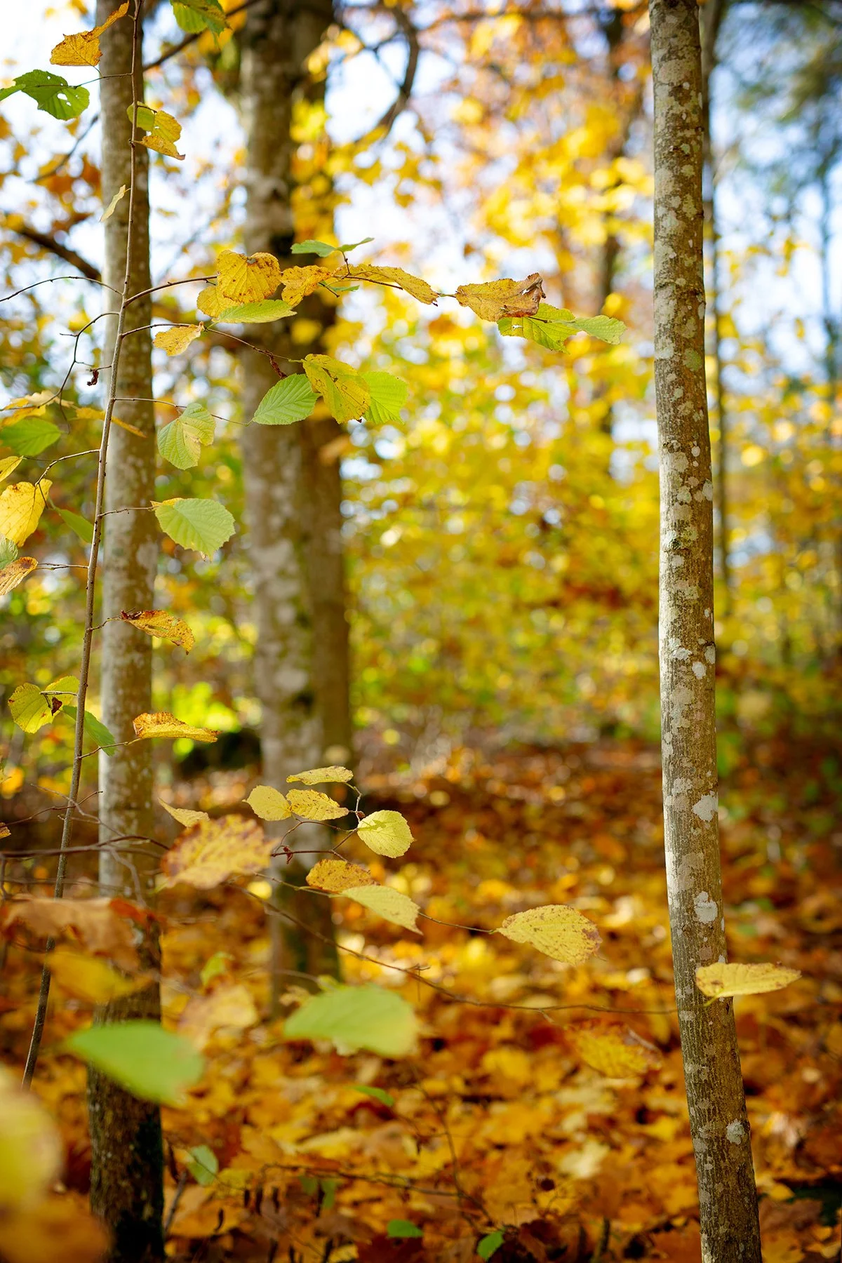 blogg-221030ambjorntorpskogen16.jpg