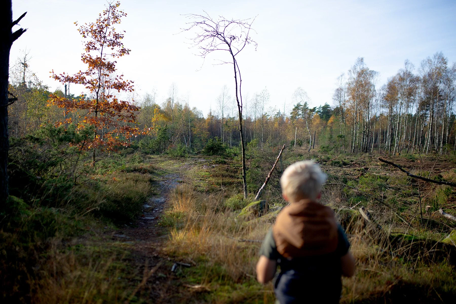 blogg-221031hemmaskogenbertil1.jpg