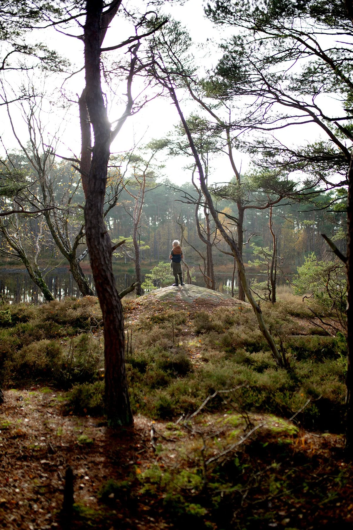 blogg-221031hemmaskogenbertil10.jpg