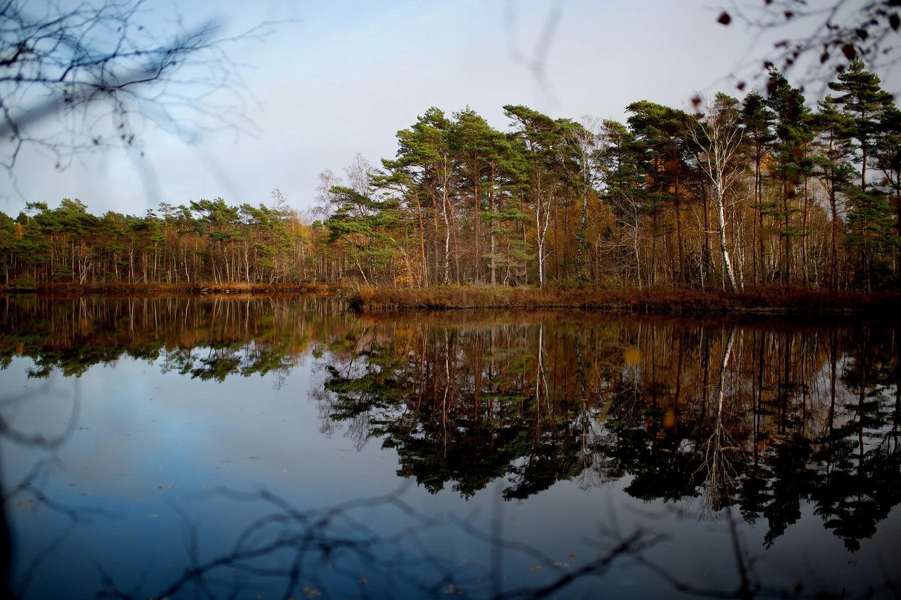 blogg-221031hemmaskogenbertil11.jpg